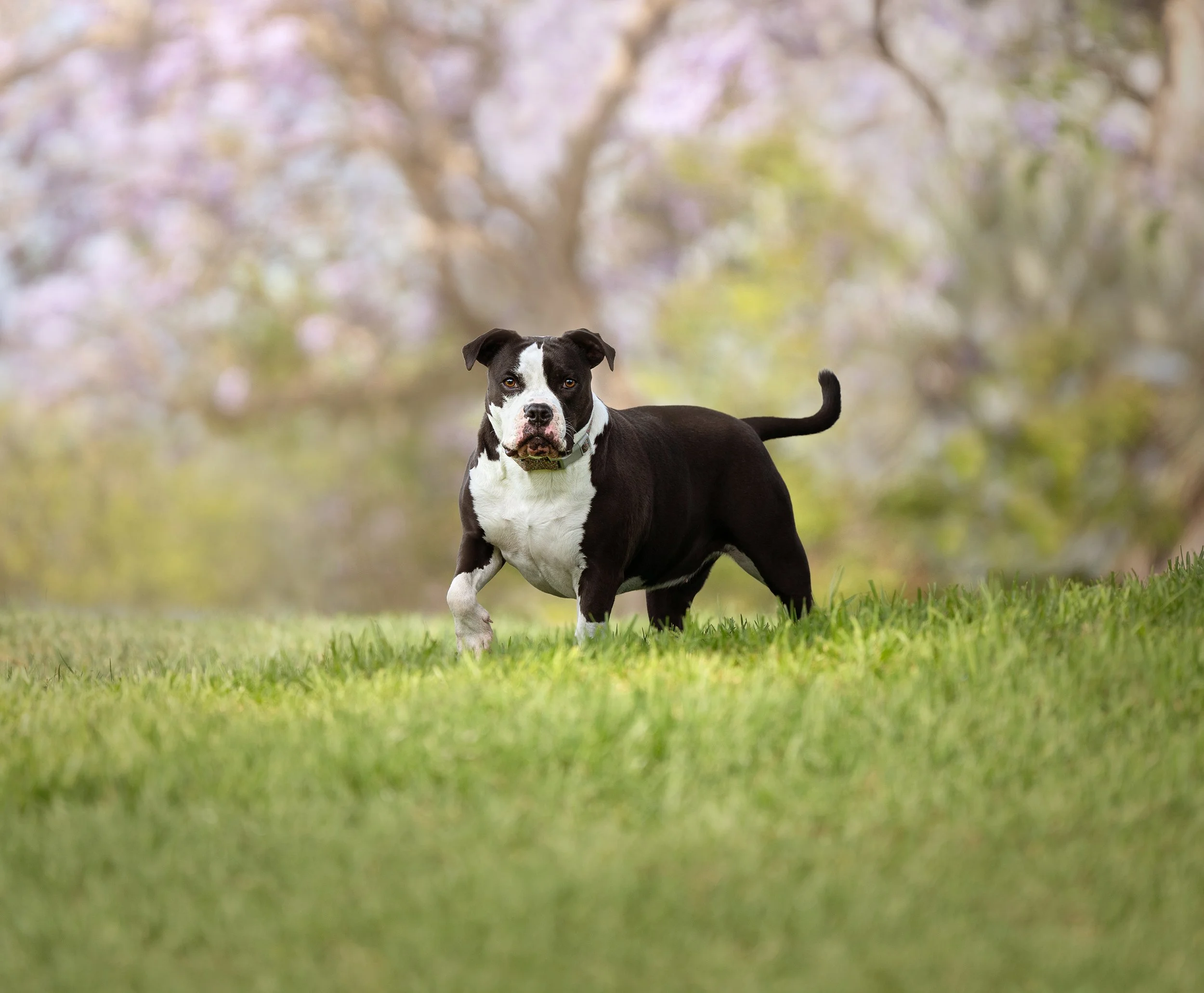 A black and white pit bull type dog standing on green grass, with blurred trees and pink blossoms in the background.