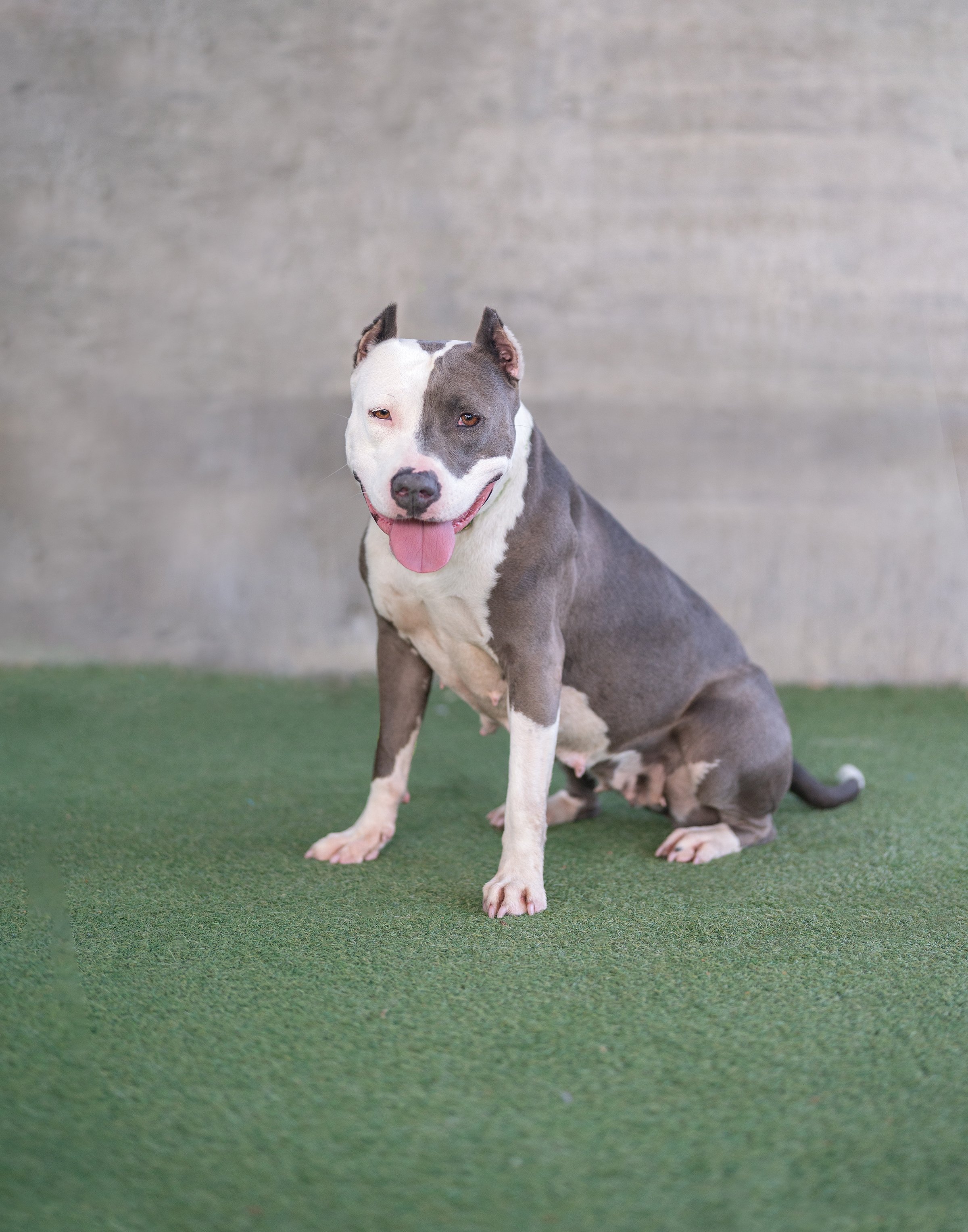 UCLA #A2213477