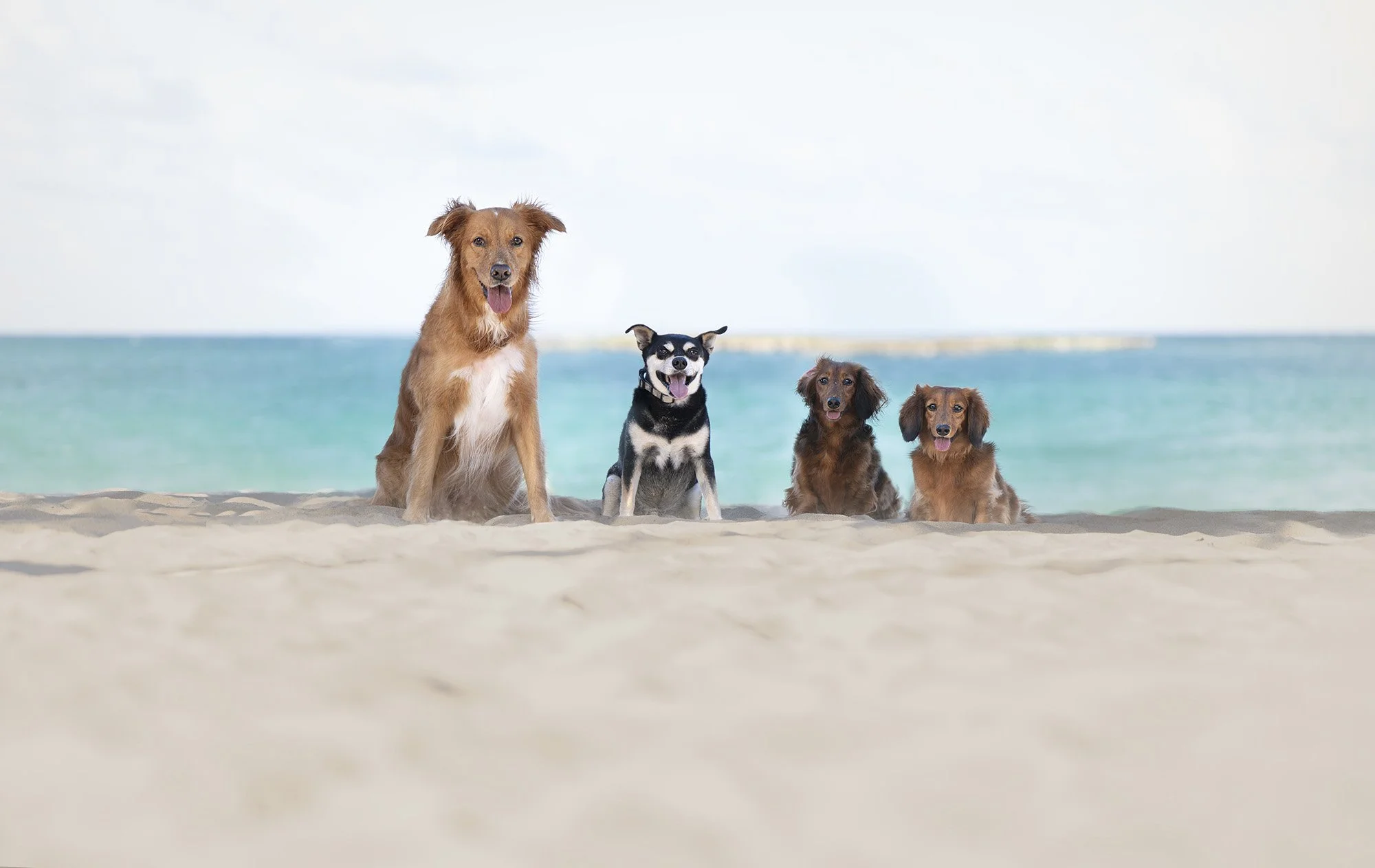 DSC09362-For_Print copy.jpg