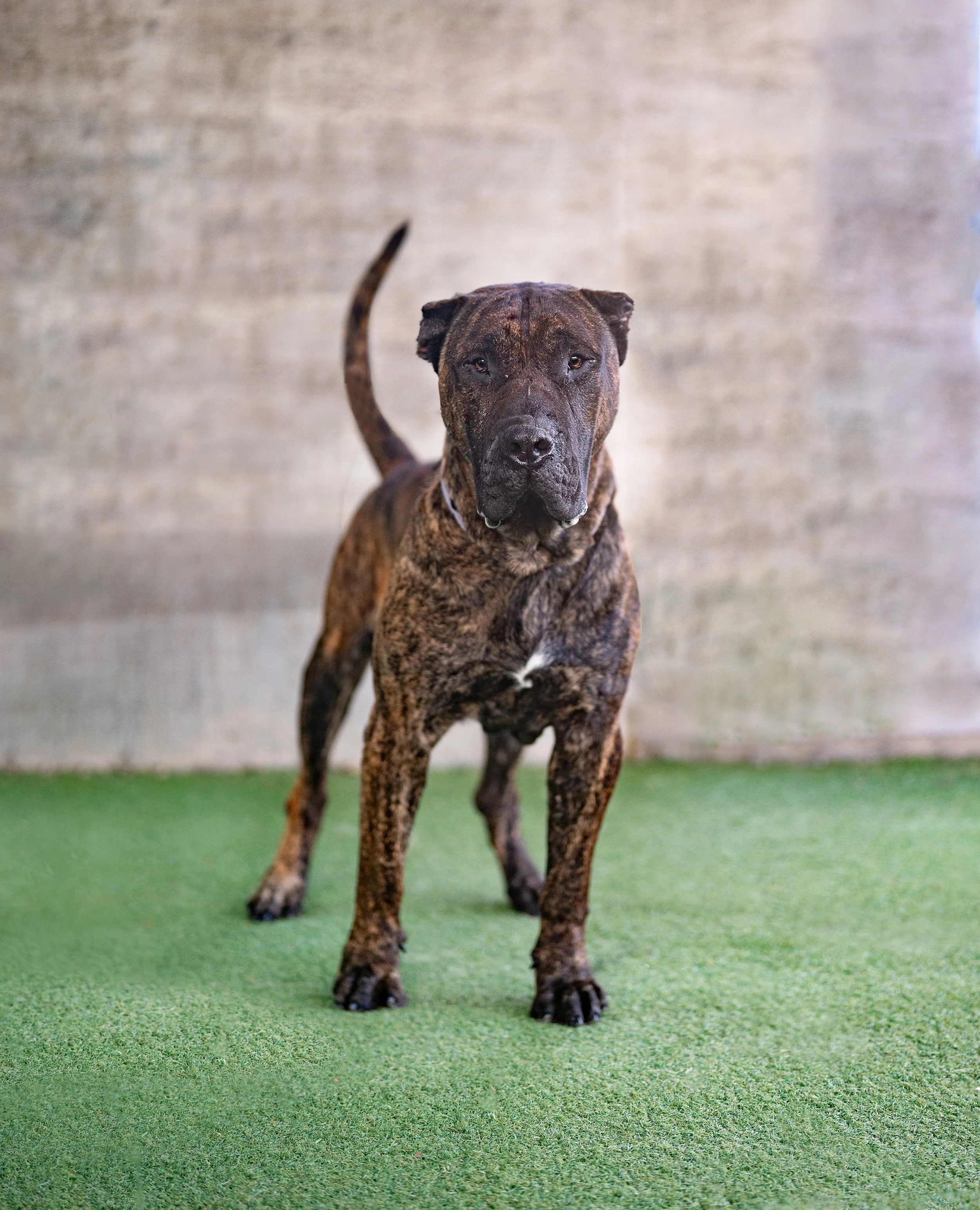 SEQUOIA #A2251917