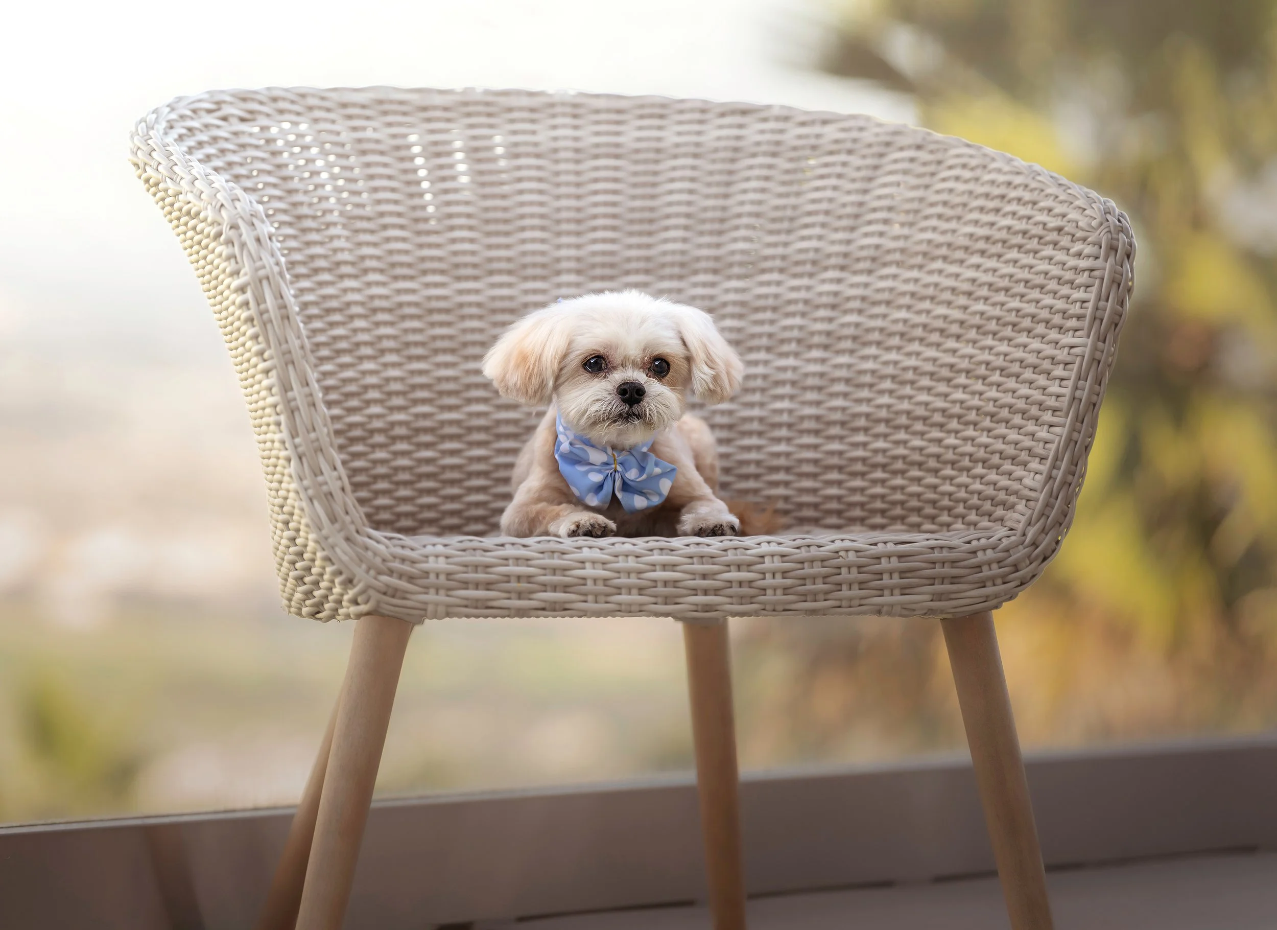 A small dog with light fur and dark eyes sitting on a beige woven chair outdoors, with a blurred background of greenery and sunlight.