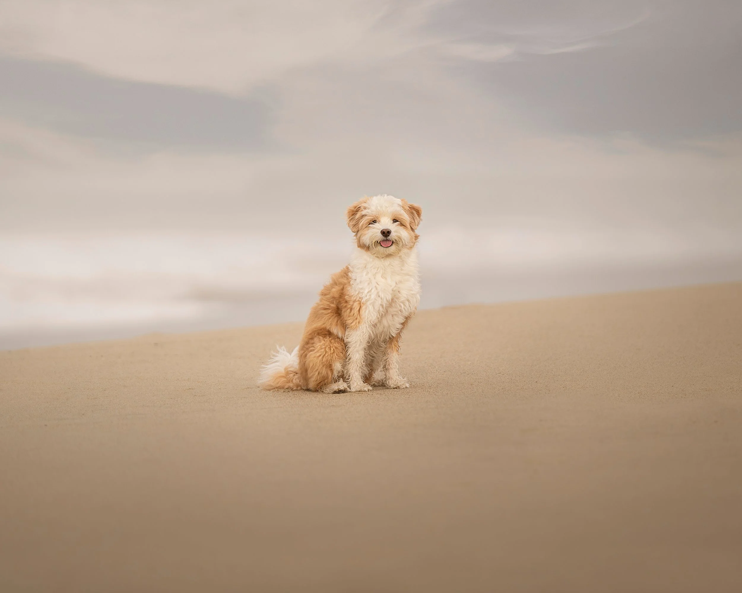 A fluffy poodle mix puppy with cream and light brown fur sitting on sandy ground with a cloudy sky in the background.