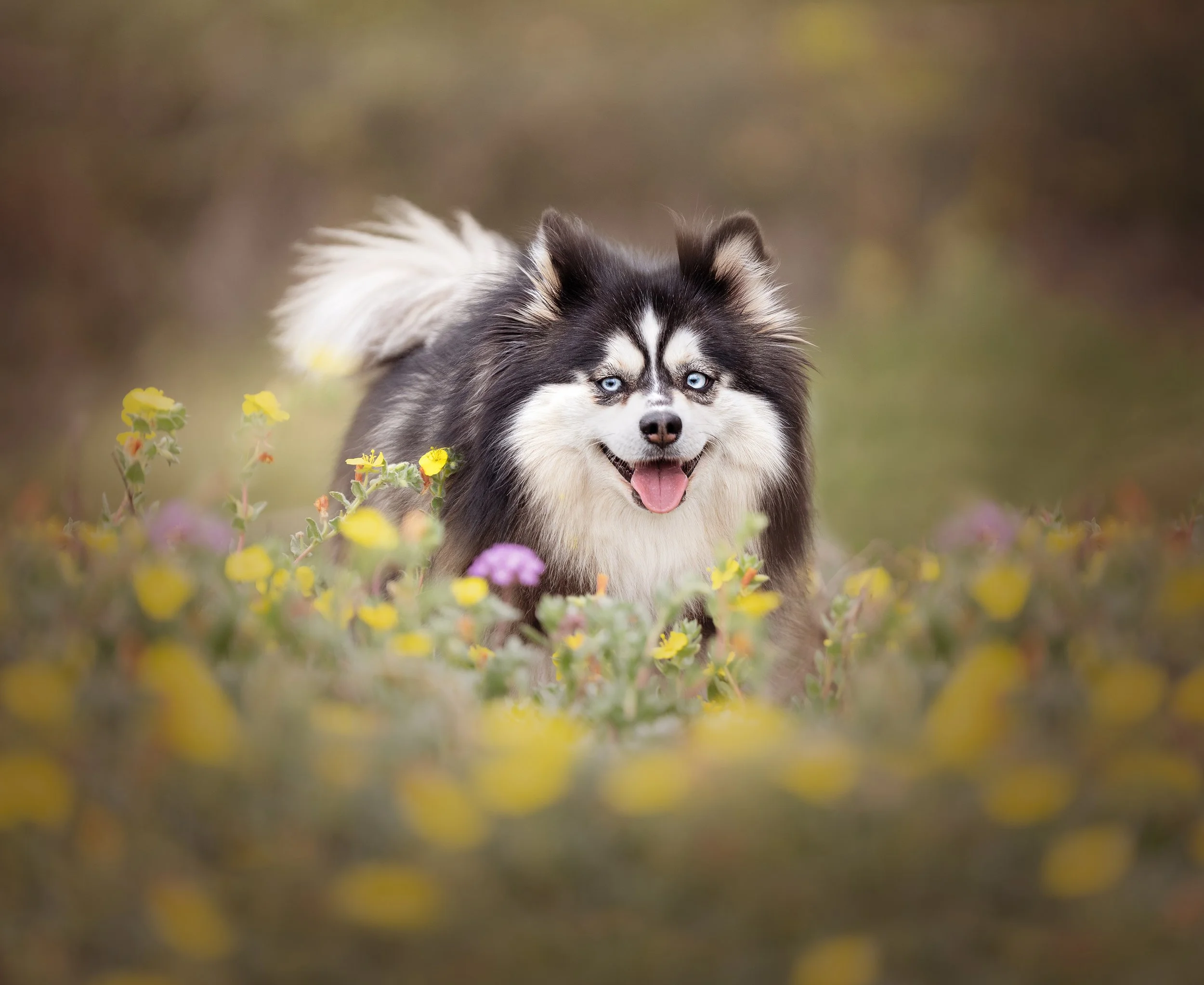 A happy black and white Pomeranian Husky mix, Pomsky with piercing blue eyes, outdoors among yellow flowers with a blurred background.