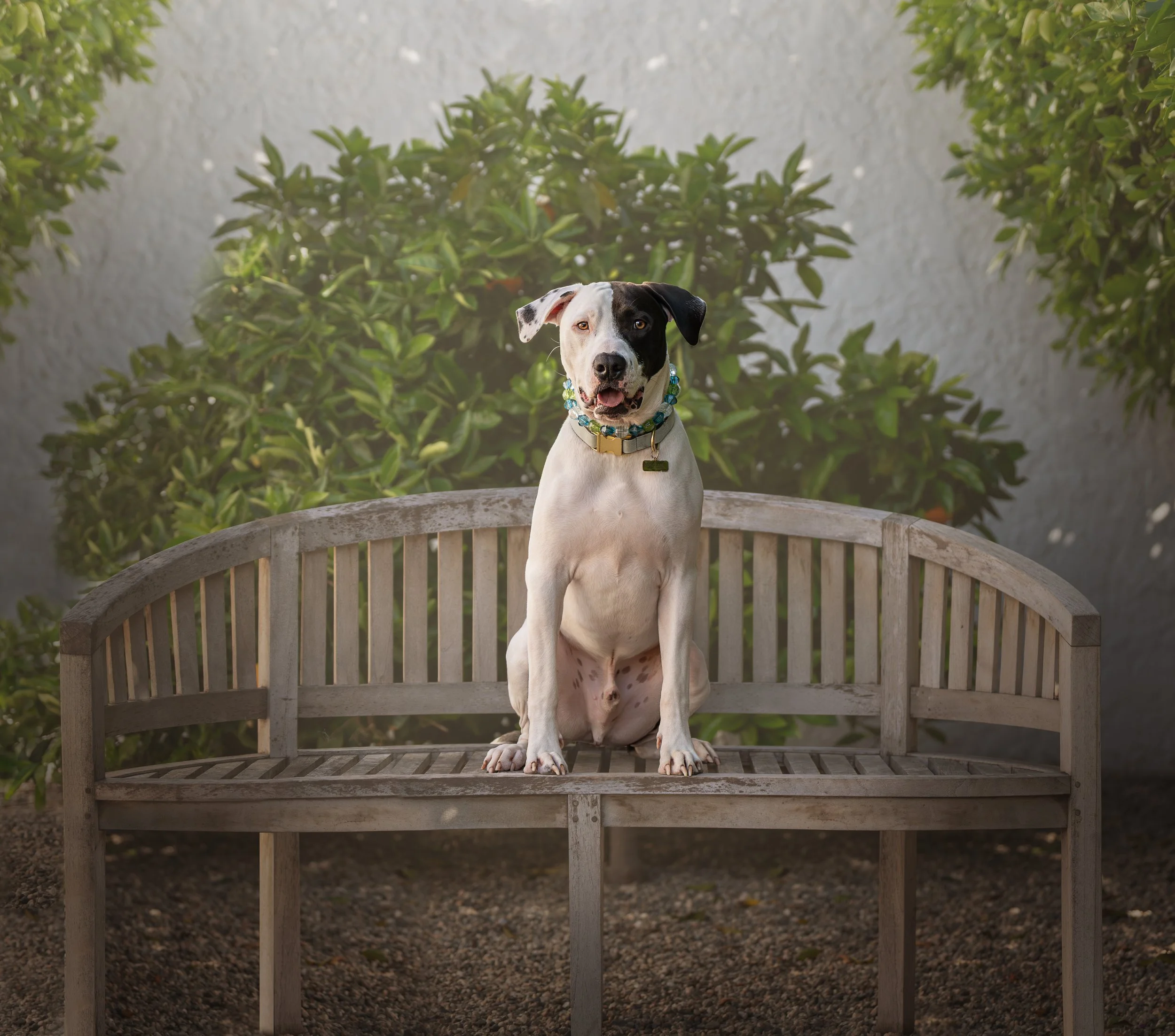 A black and white pit bull mix dog with a colorful beaded collar sitting on a wooden bench with greenery in the background.