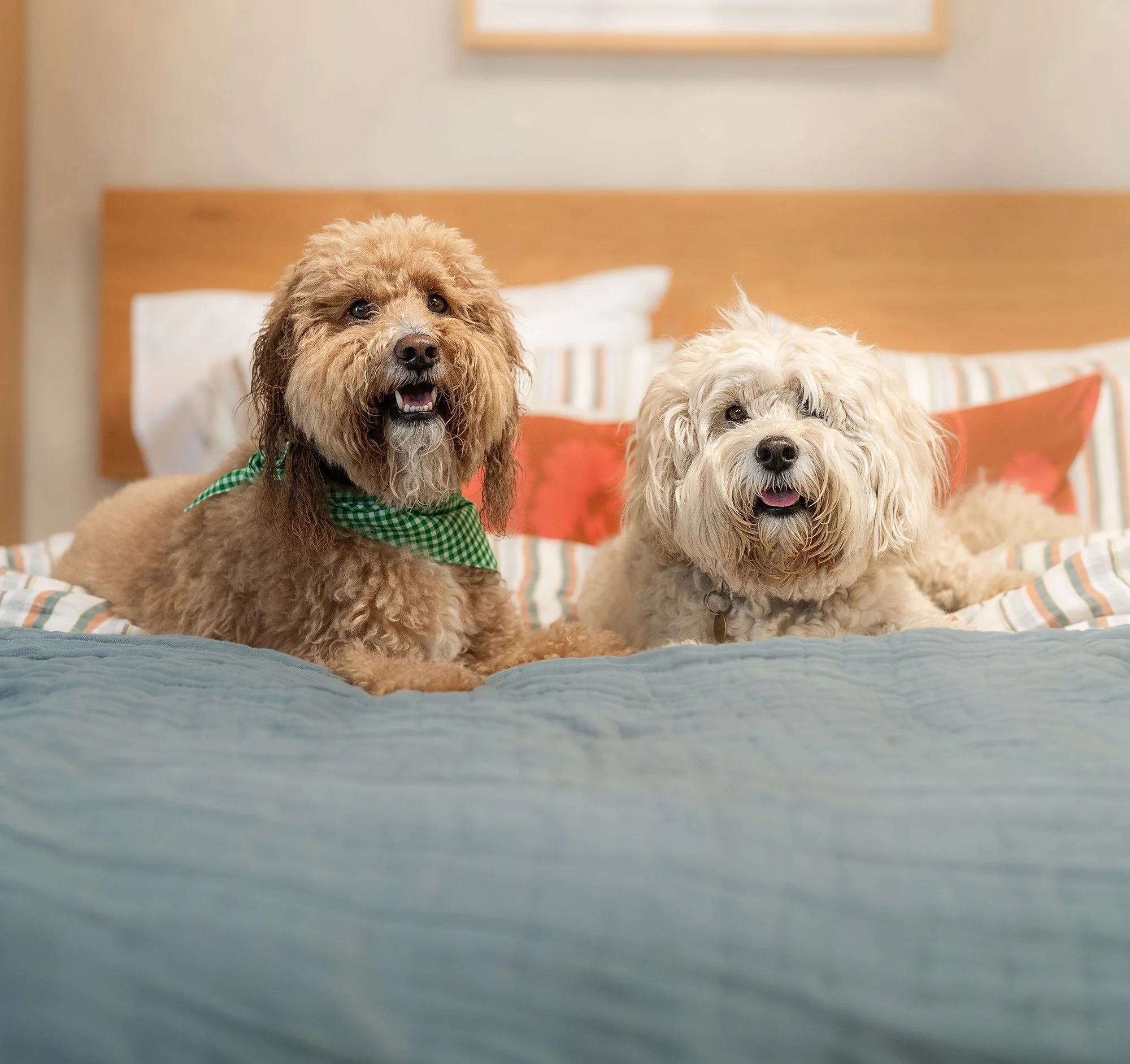Tucker & Sunny - Dog Daze of Summer 8×10 Fine-Art Print + Digital