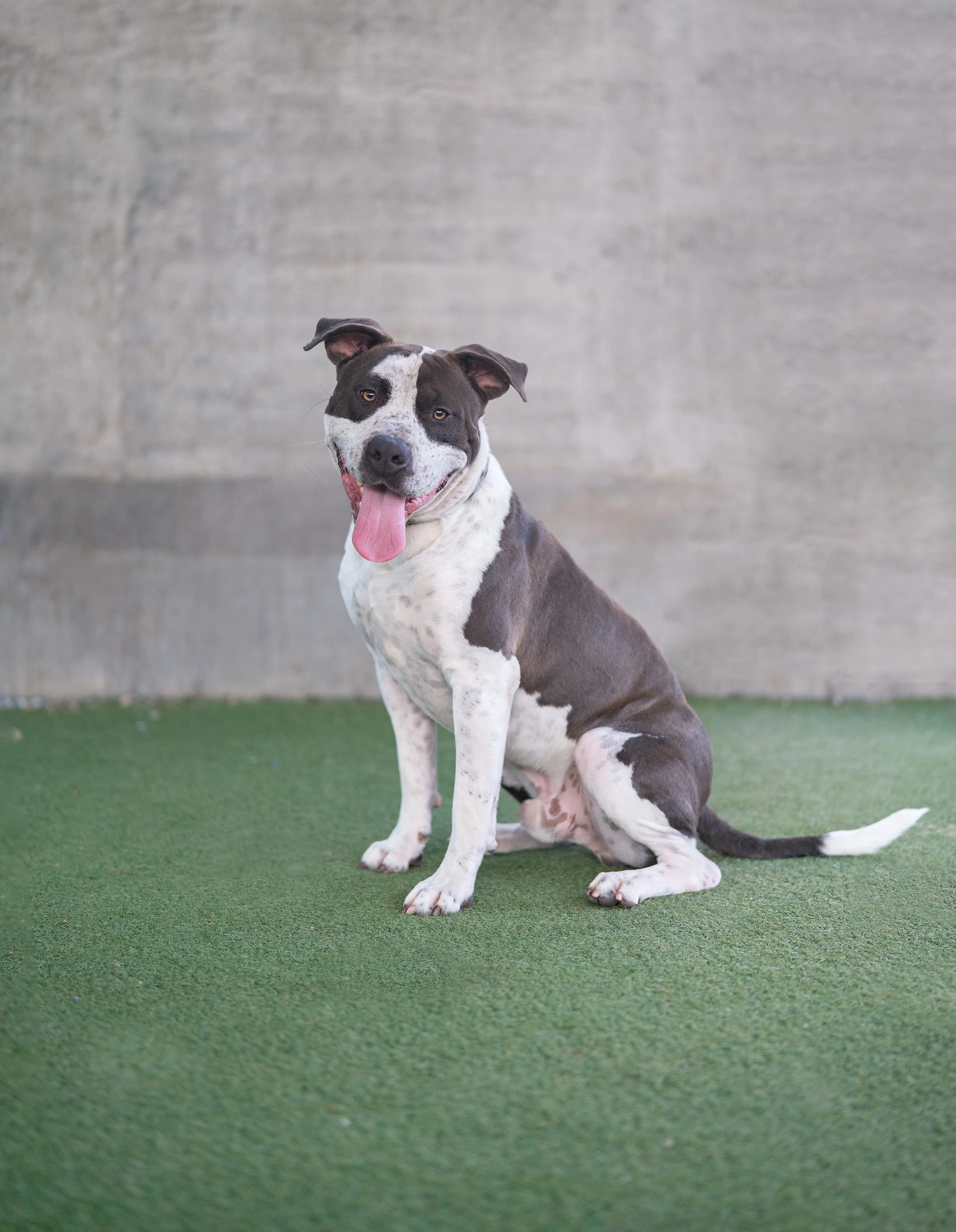 STITCH #A2247439