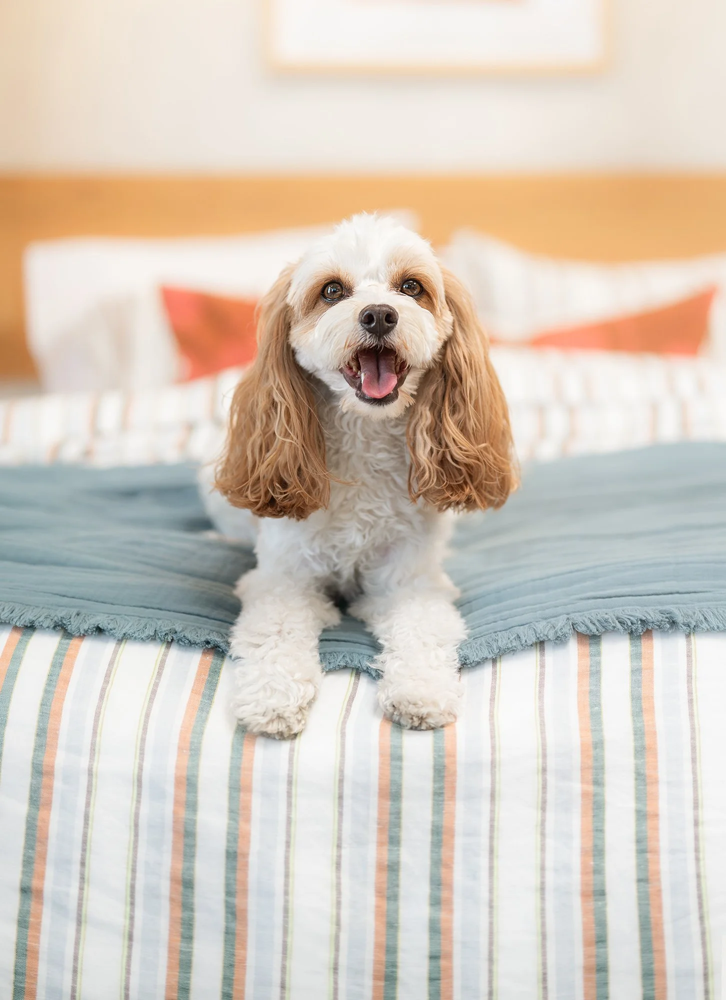 Murphy_Dog_Daze_Web.jpg