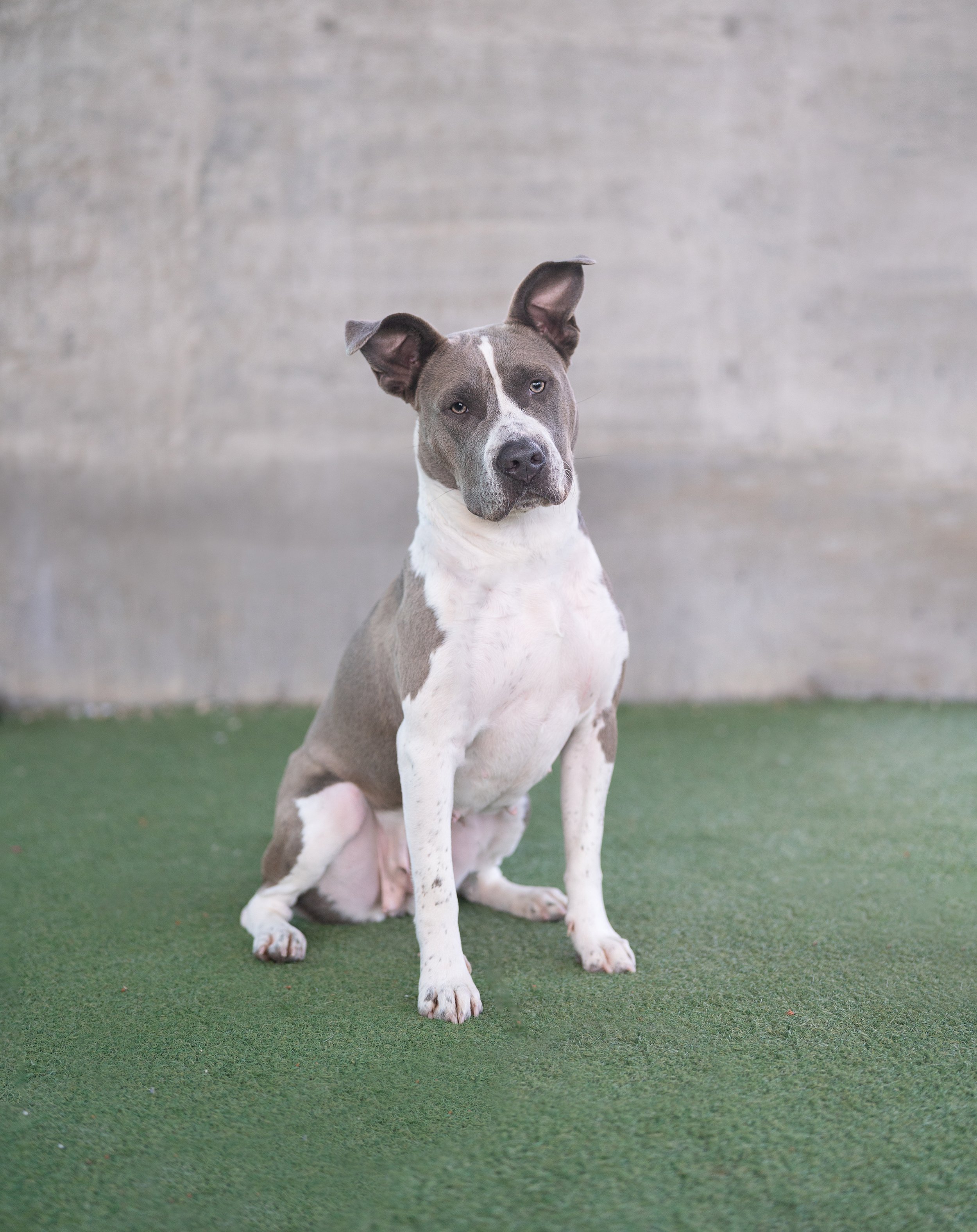 SAPPHIRE #A2247438