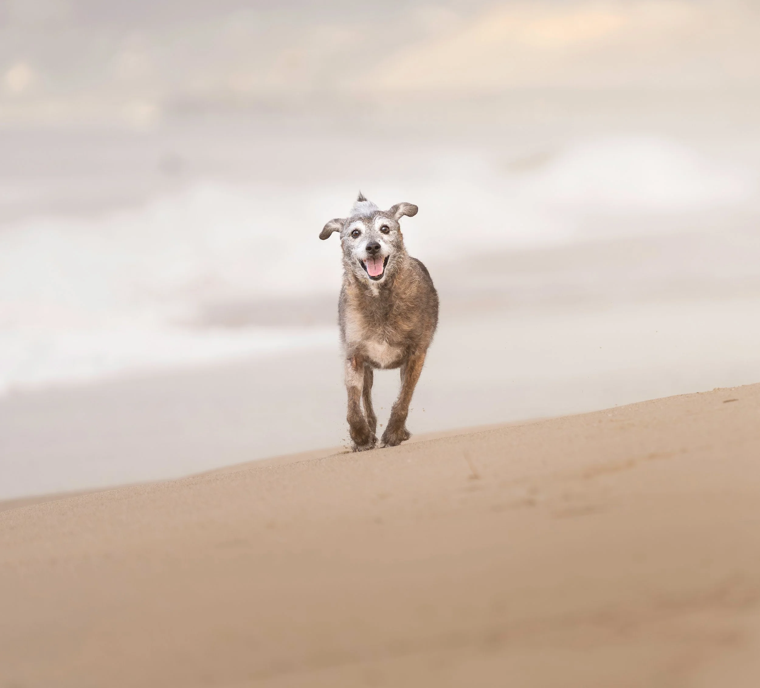 A dog walking on a sandy beach with cloudy sky overhead.
