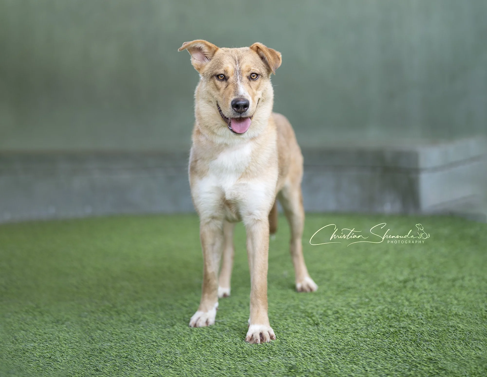 Sherri A2195314