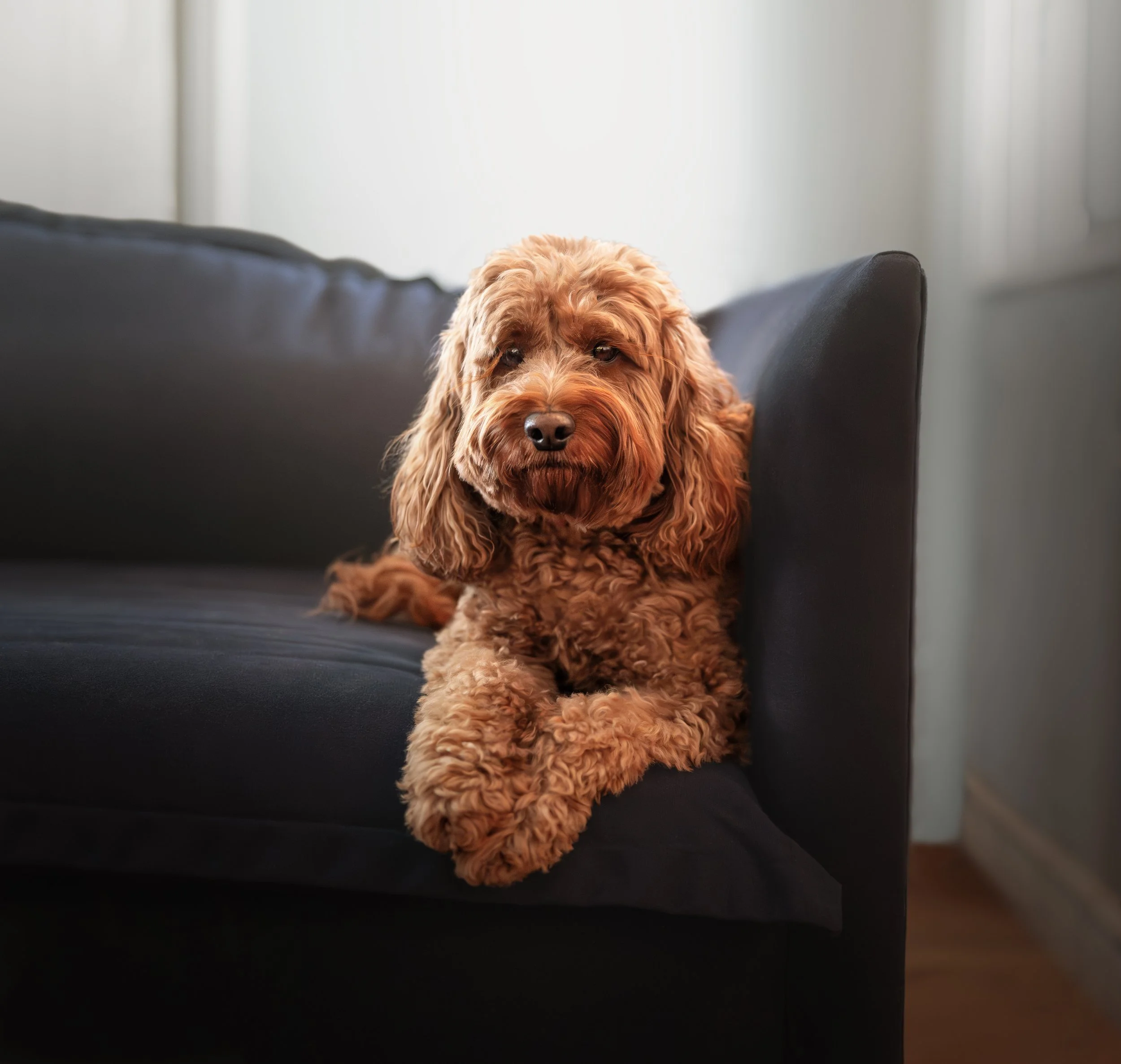 A cute, curly-haired, brown doodle dog lounging on a black sofa in a cozy, softly lit room.
