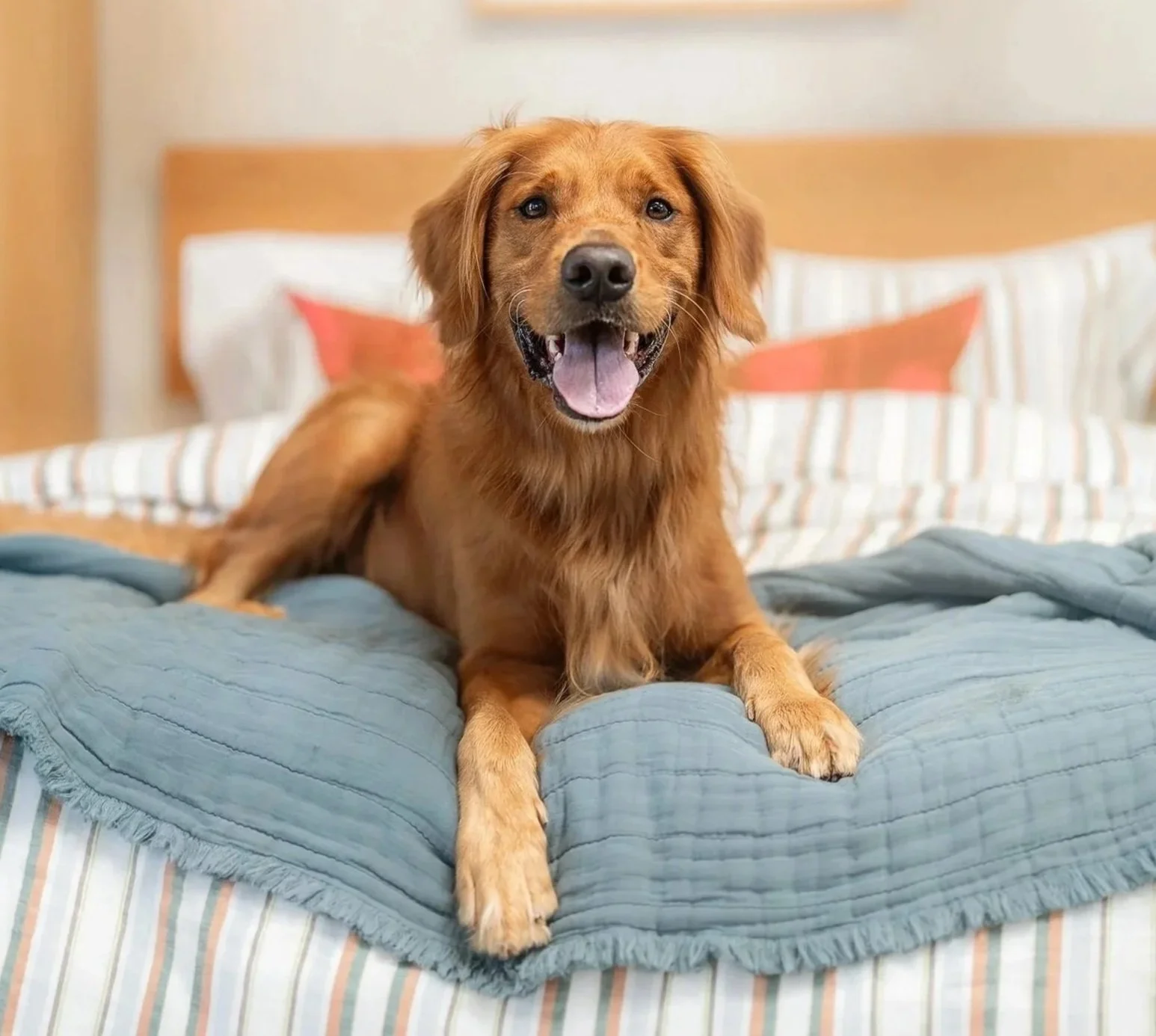 Goose_Dog_Daze_Web.jpg