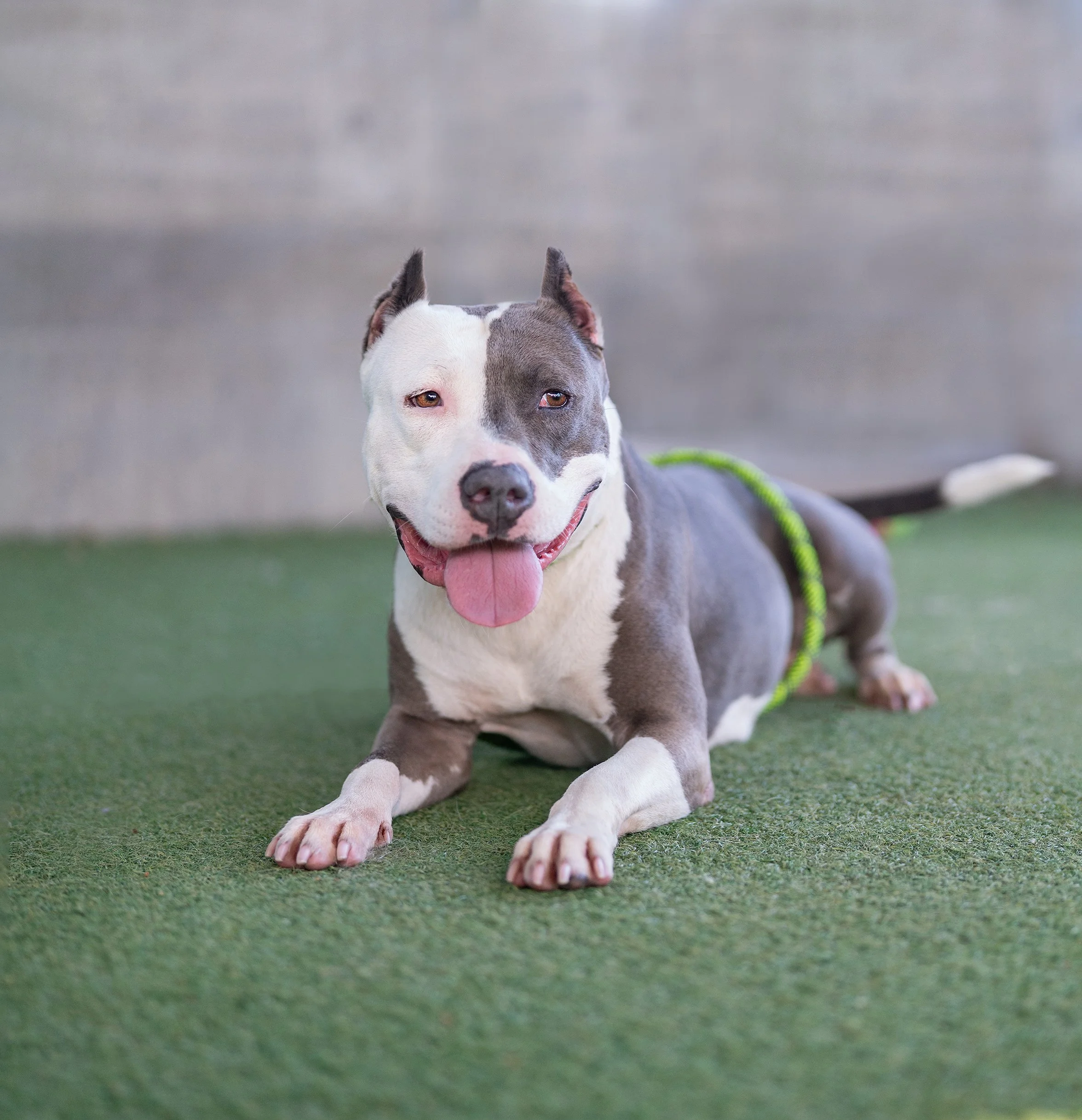 UCLA #A2213477
