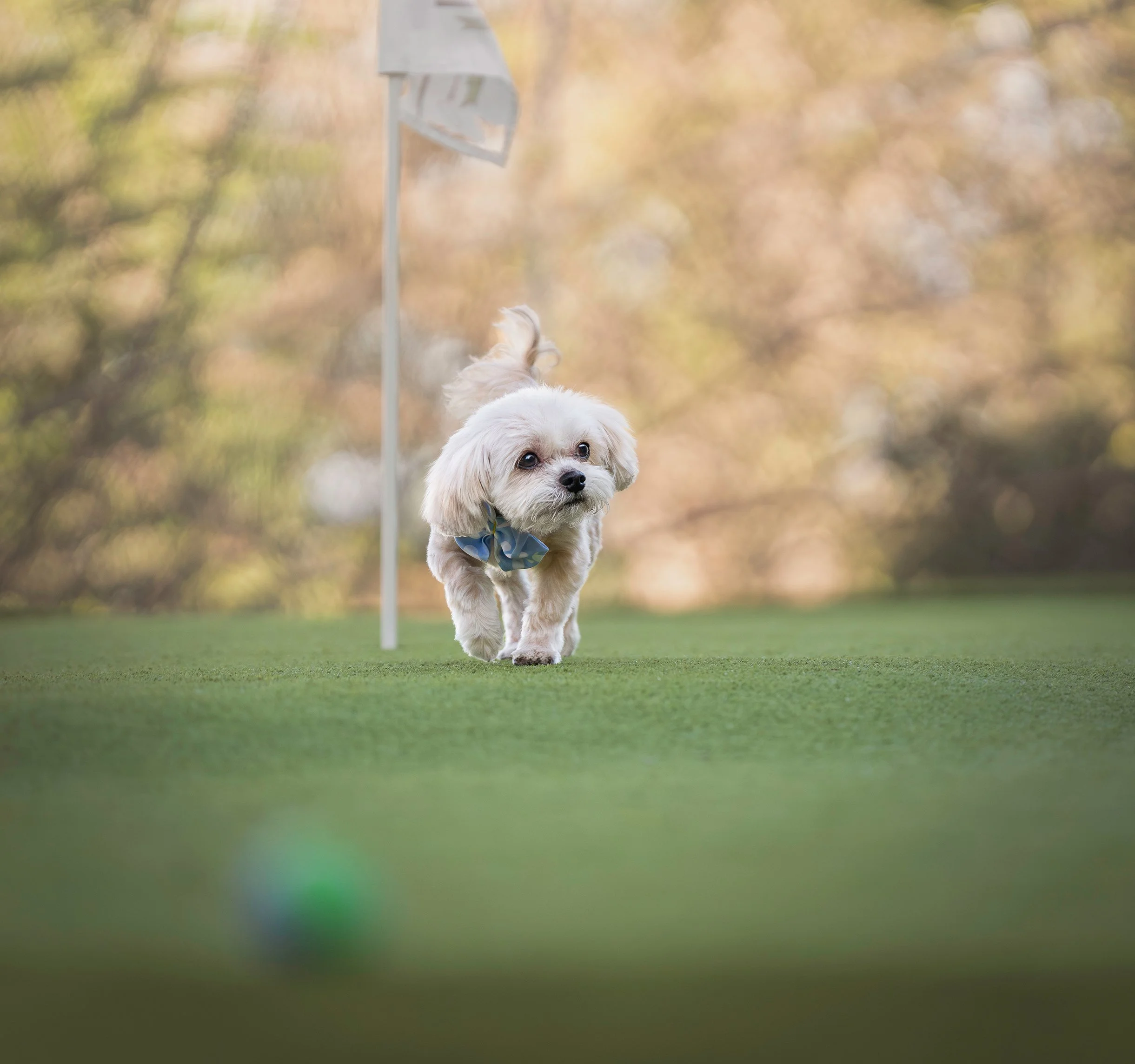 A small, light-colored dog with a blue bandana around its neck is walking on a grassy field with a blurred background of autumn leaves, and a white signpost stands nearby.