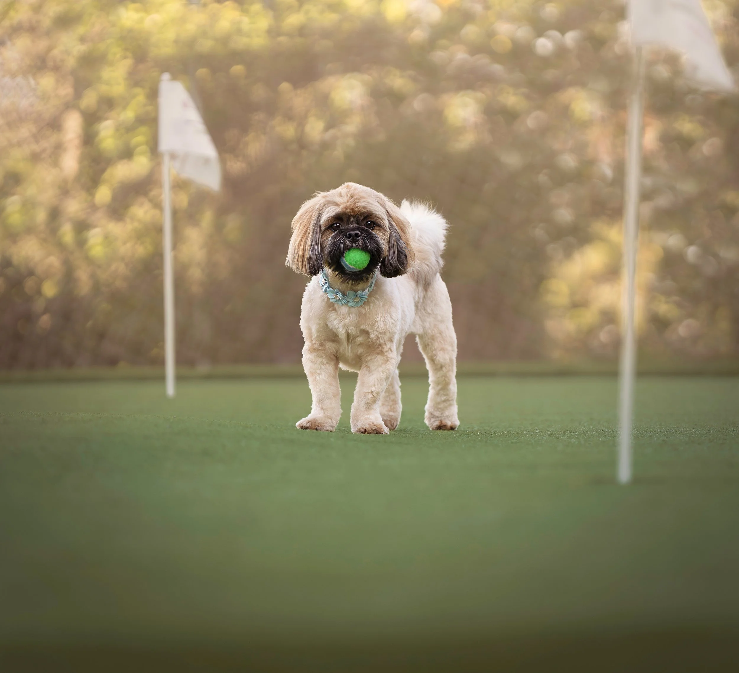A small dog with a fluffy white and brown coat holding a green ball in its mouth on a grassy field during daytime, with a blurred background of trees and two white flags on poles.