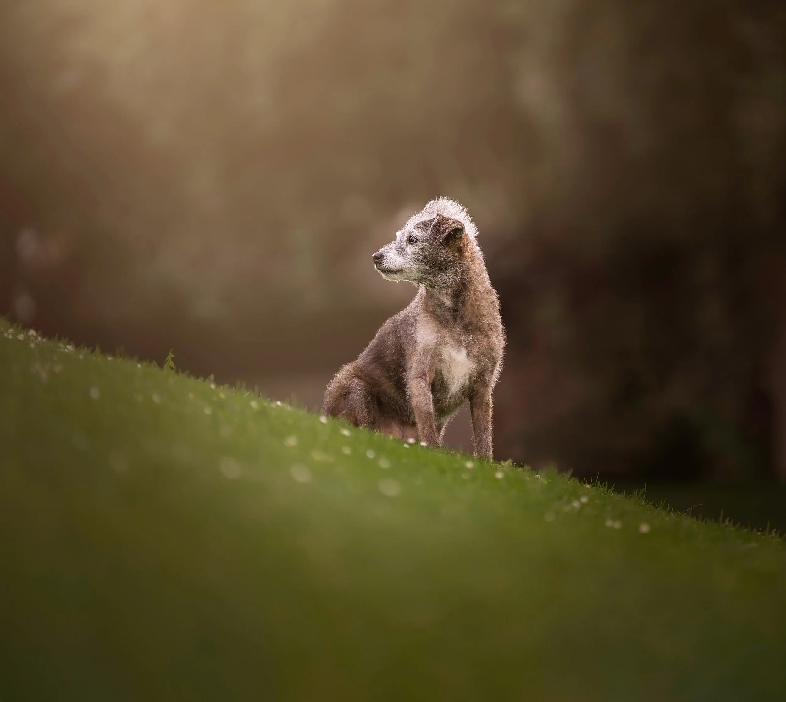 A small dog with a mohawk standing on grass, gazing to the left, with a blurred background of brown and green tones.