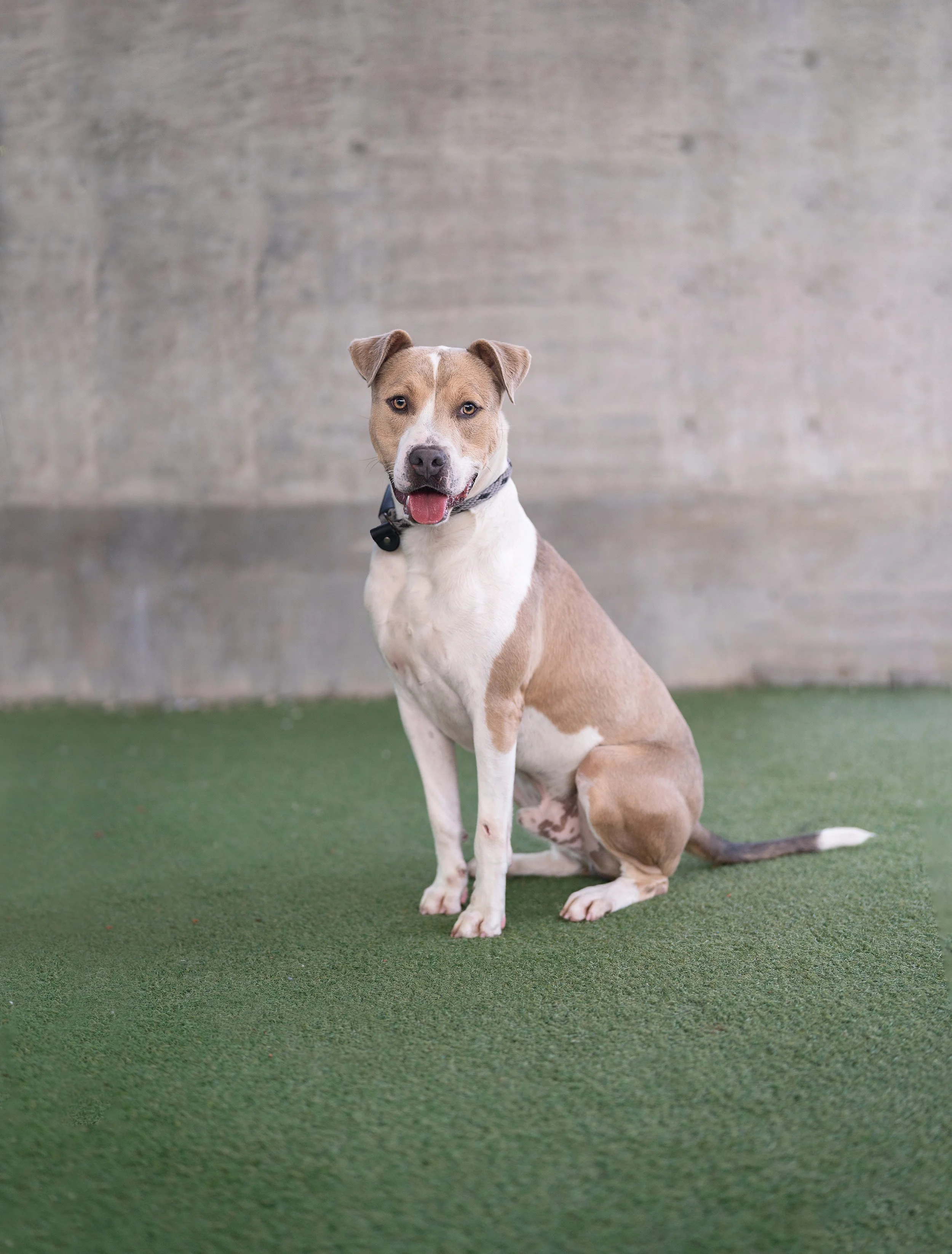 ZEUS #A2217358