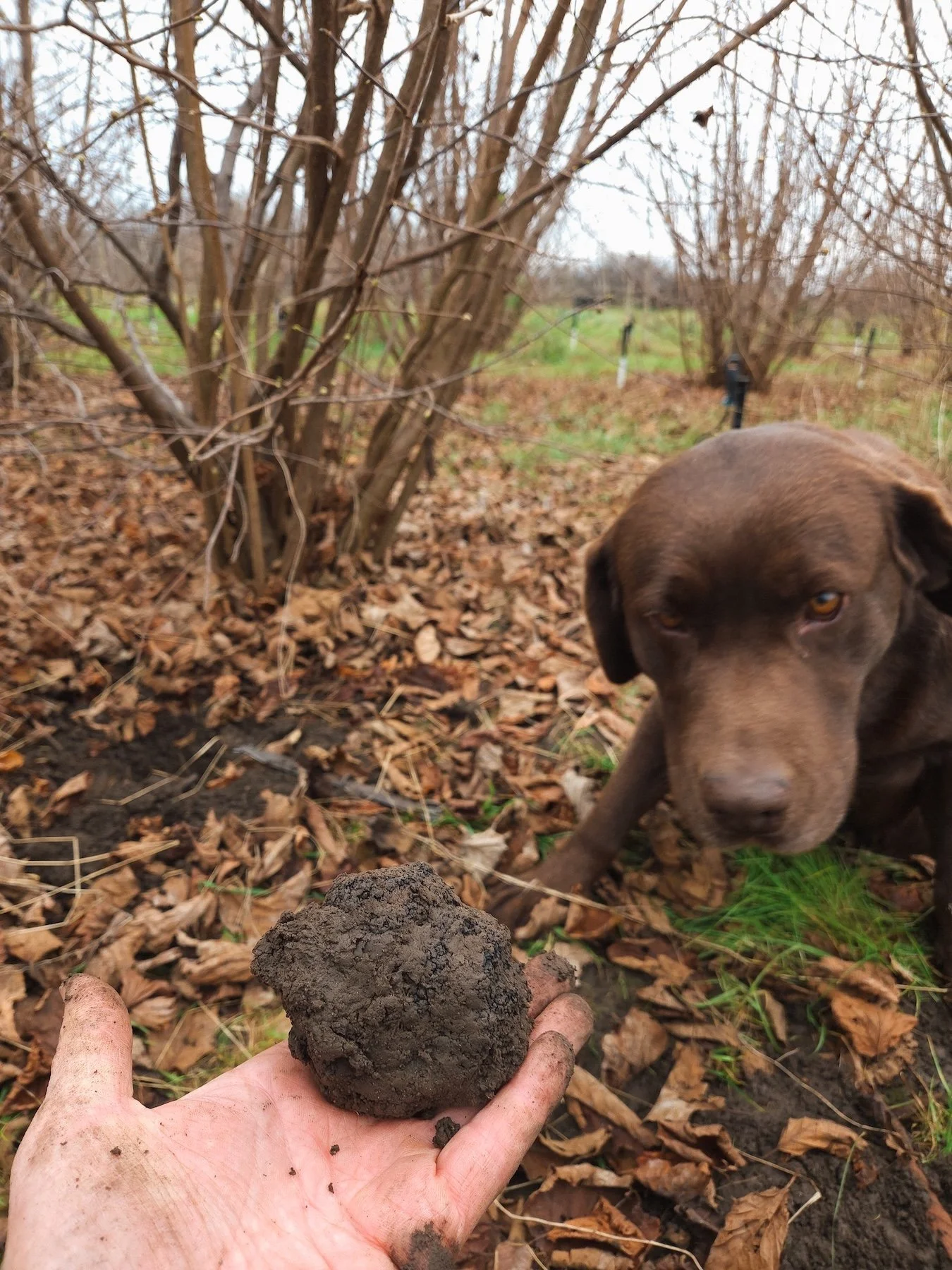 Truffle bab_novinka_jesen25_3.jpg