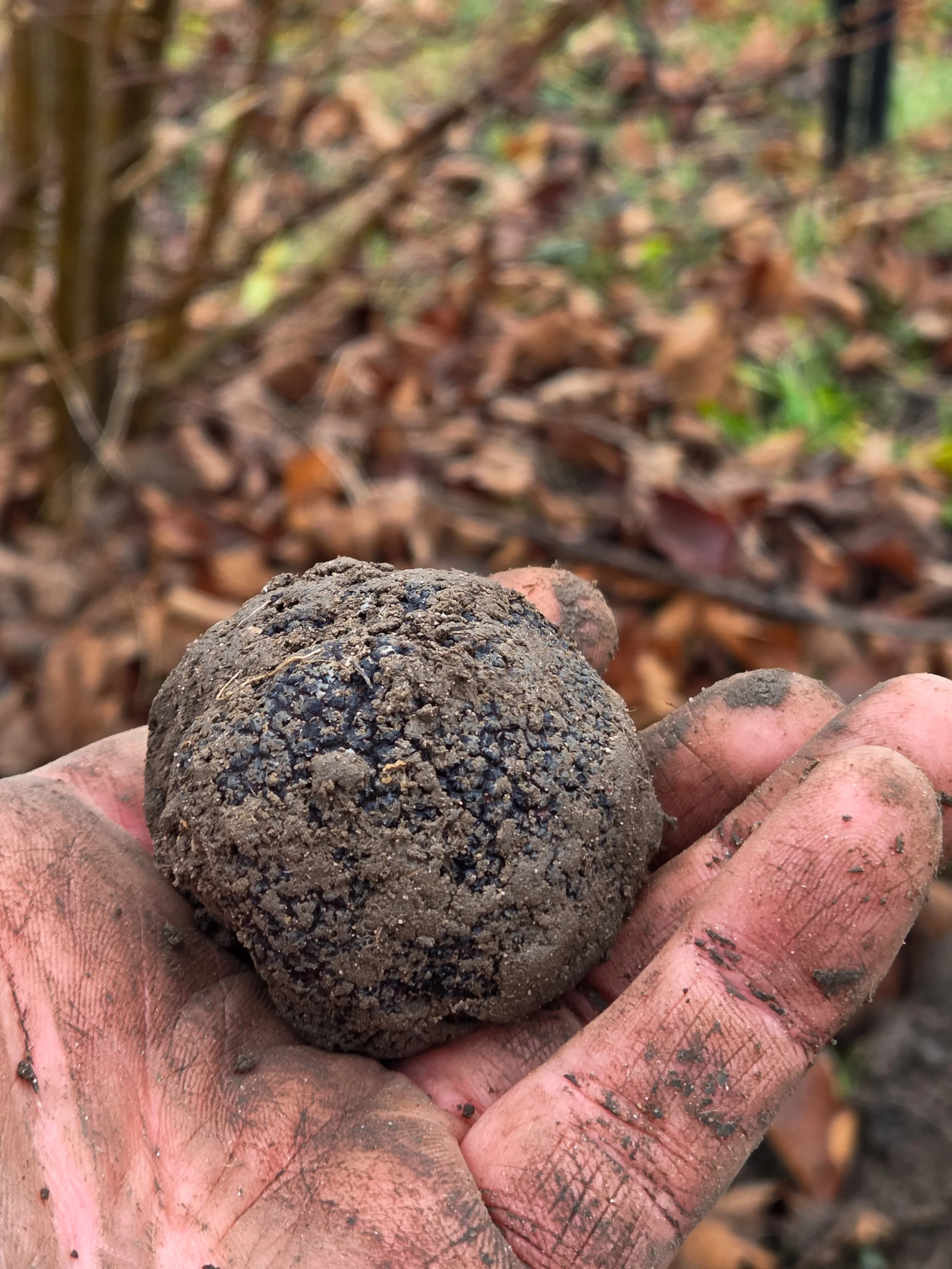 Prvá, ŠTVRTÁ odroda hľuzovky