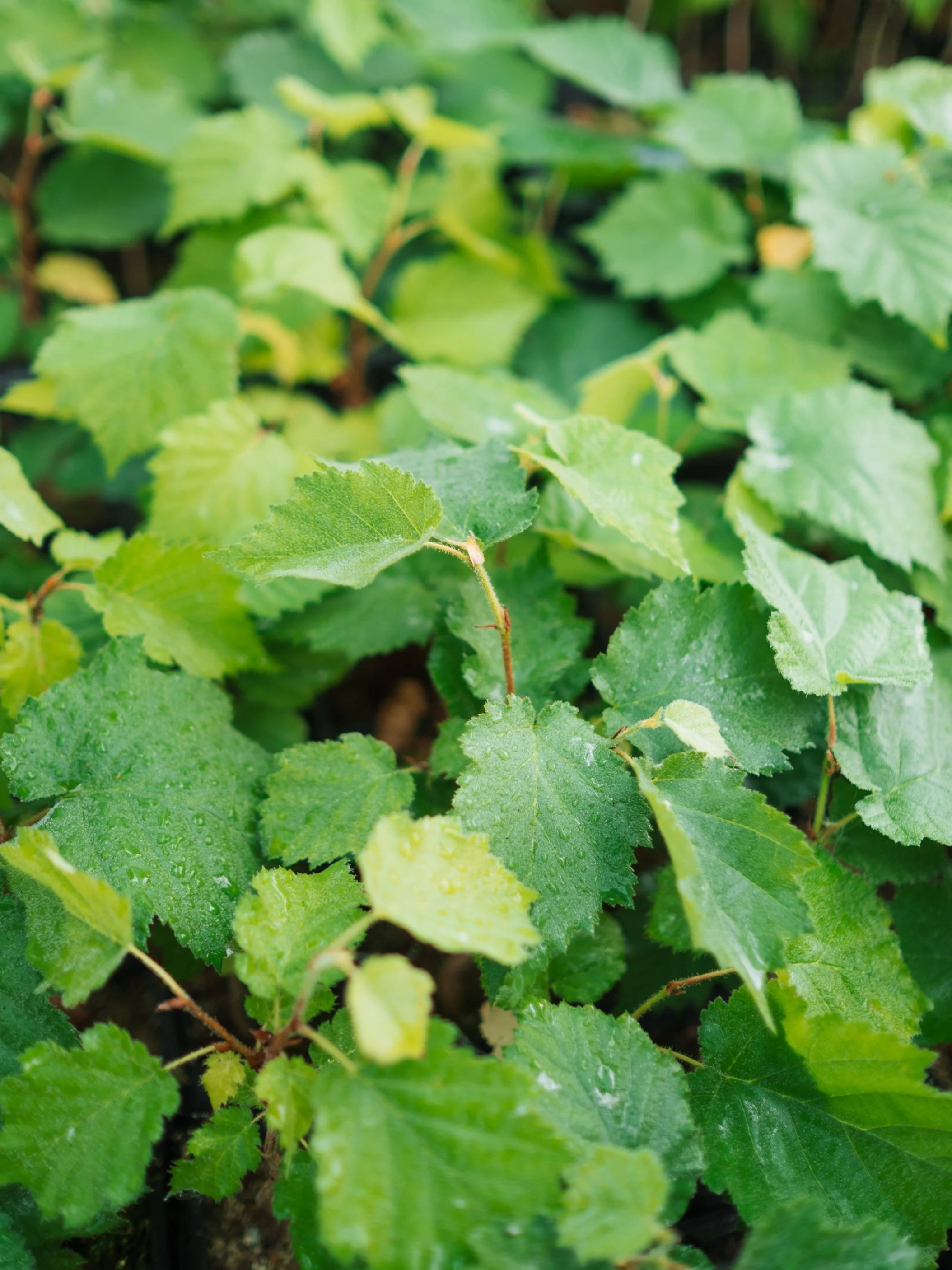 IG_1aa_1 copy 28.jpg