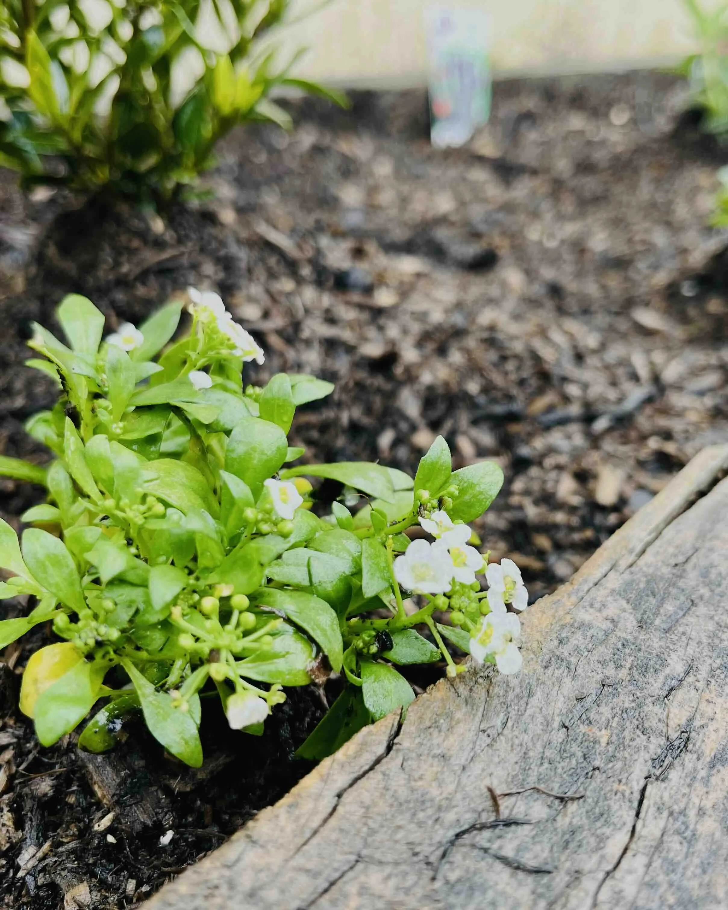 Planting in the Pouring Rain