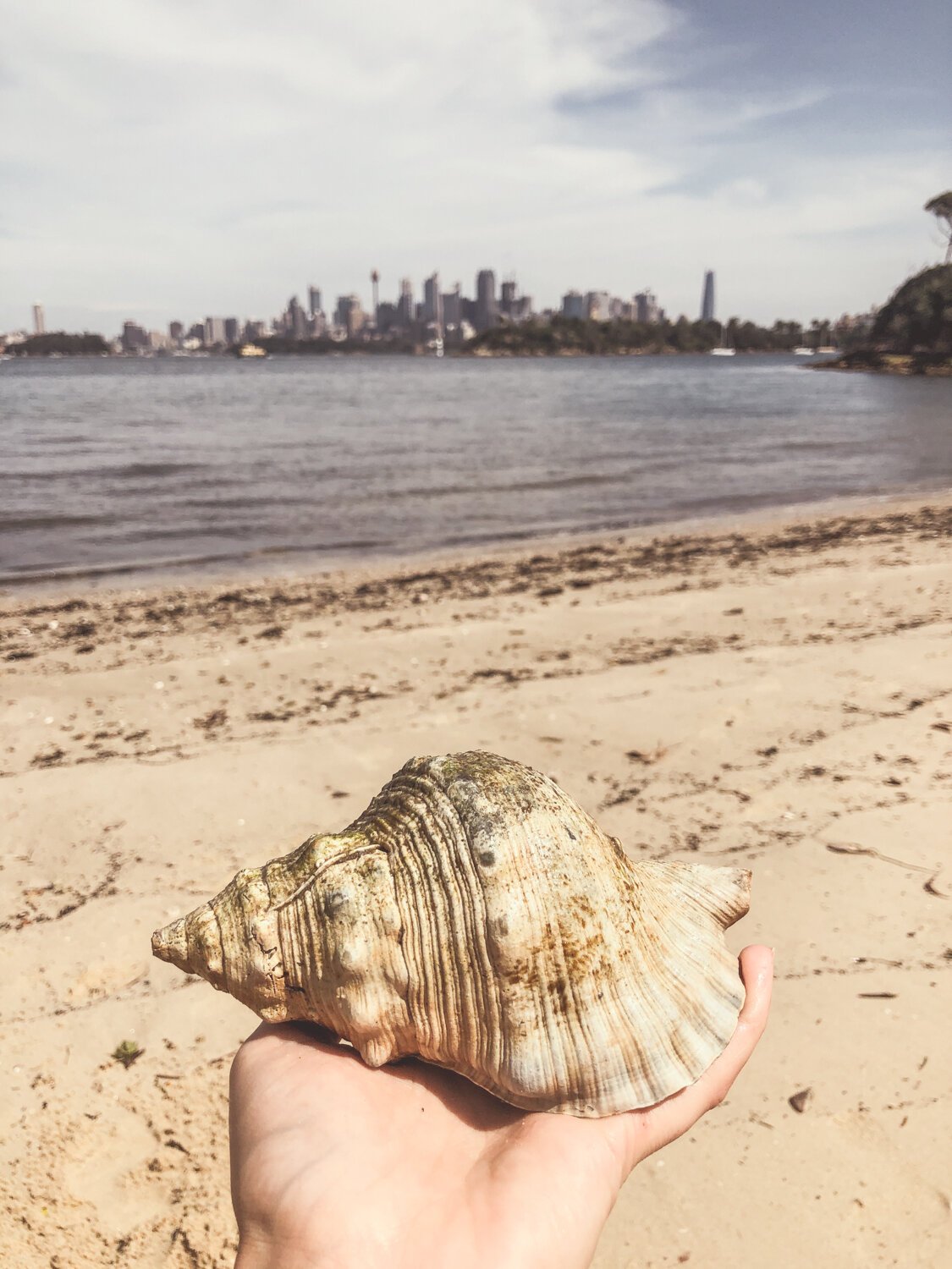 I found a Seashell