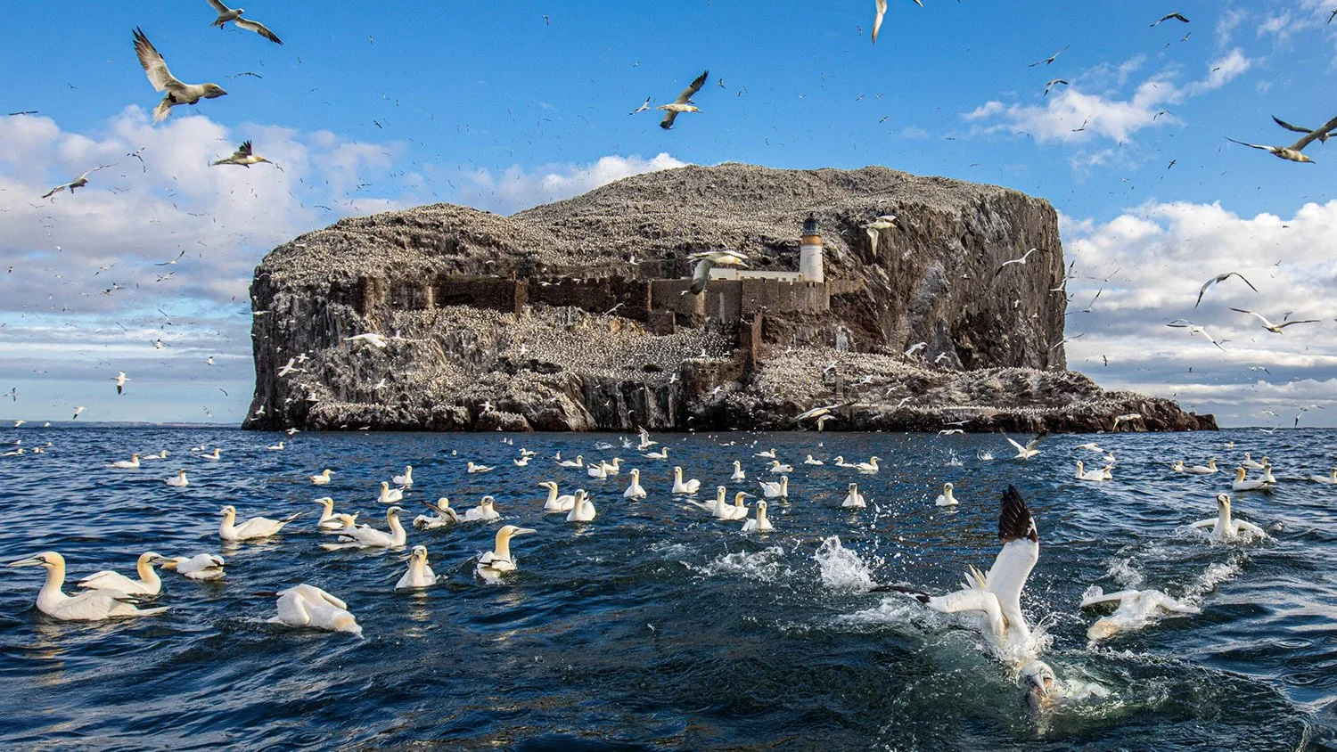Gannets at the Bass Rock