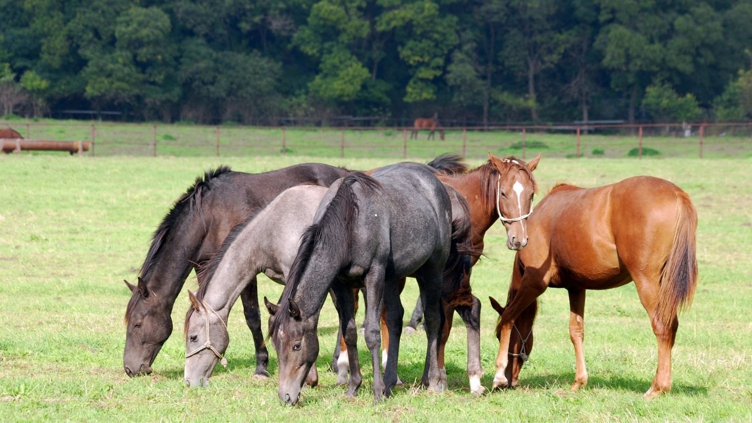 Exciting development in Equine Grass Sickness case reporting