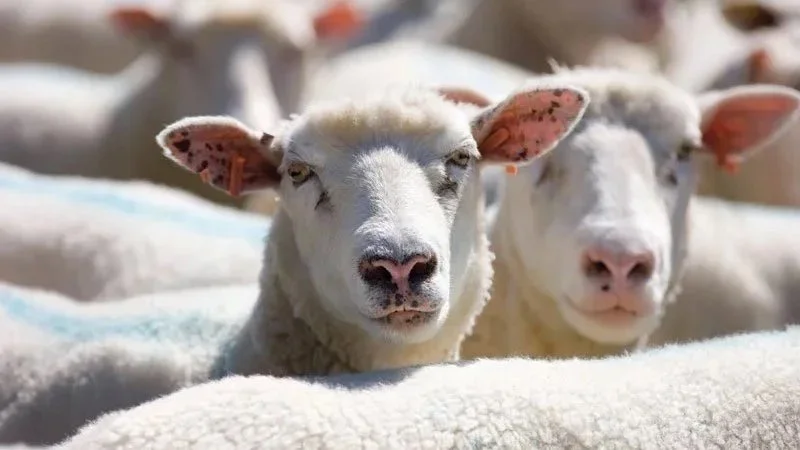 New sheep model aids development of targeted cancer therapy