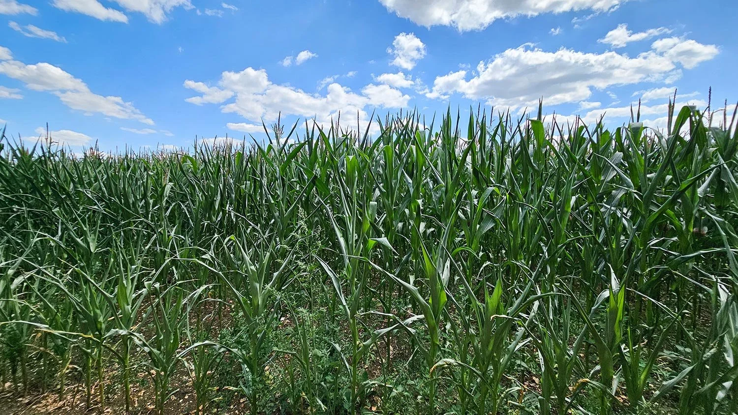 corn crop