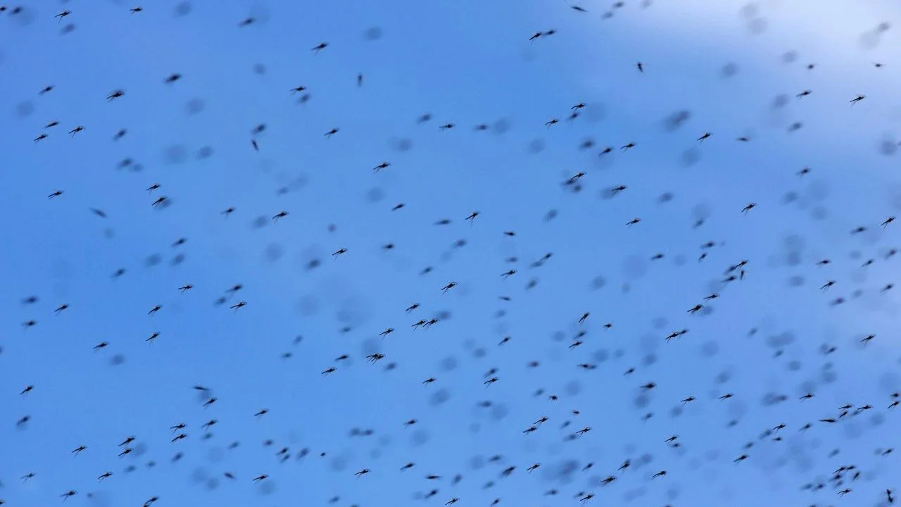Swarm of mosquitos