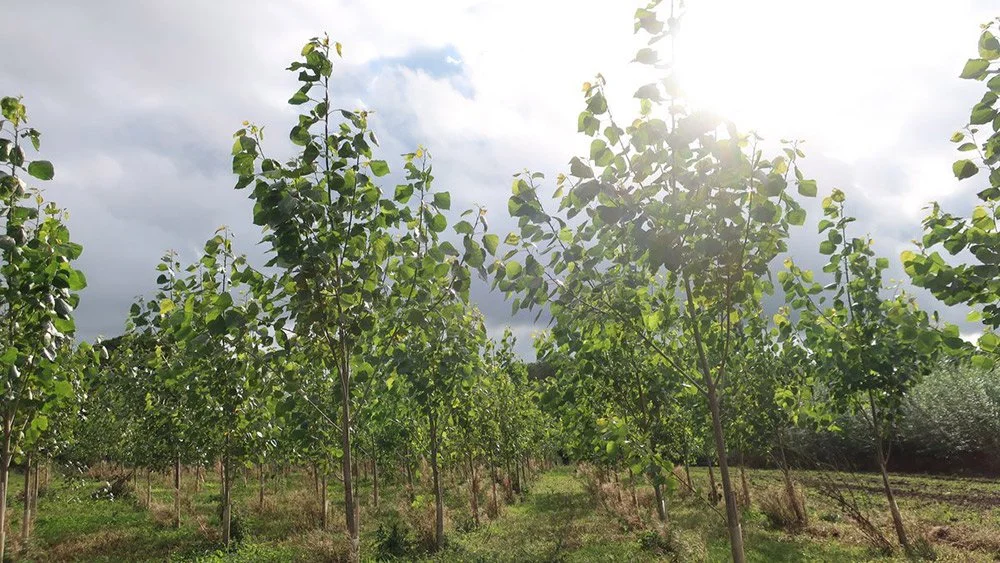 Biomass Connect Demonstrator
