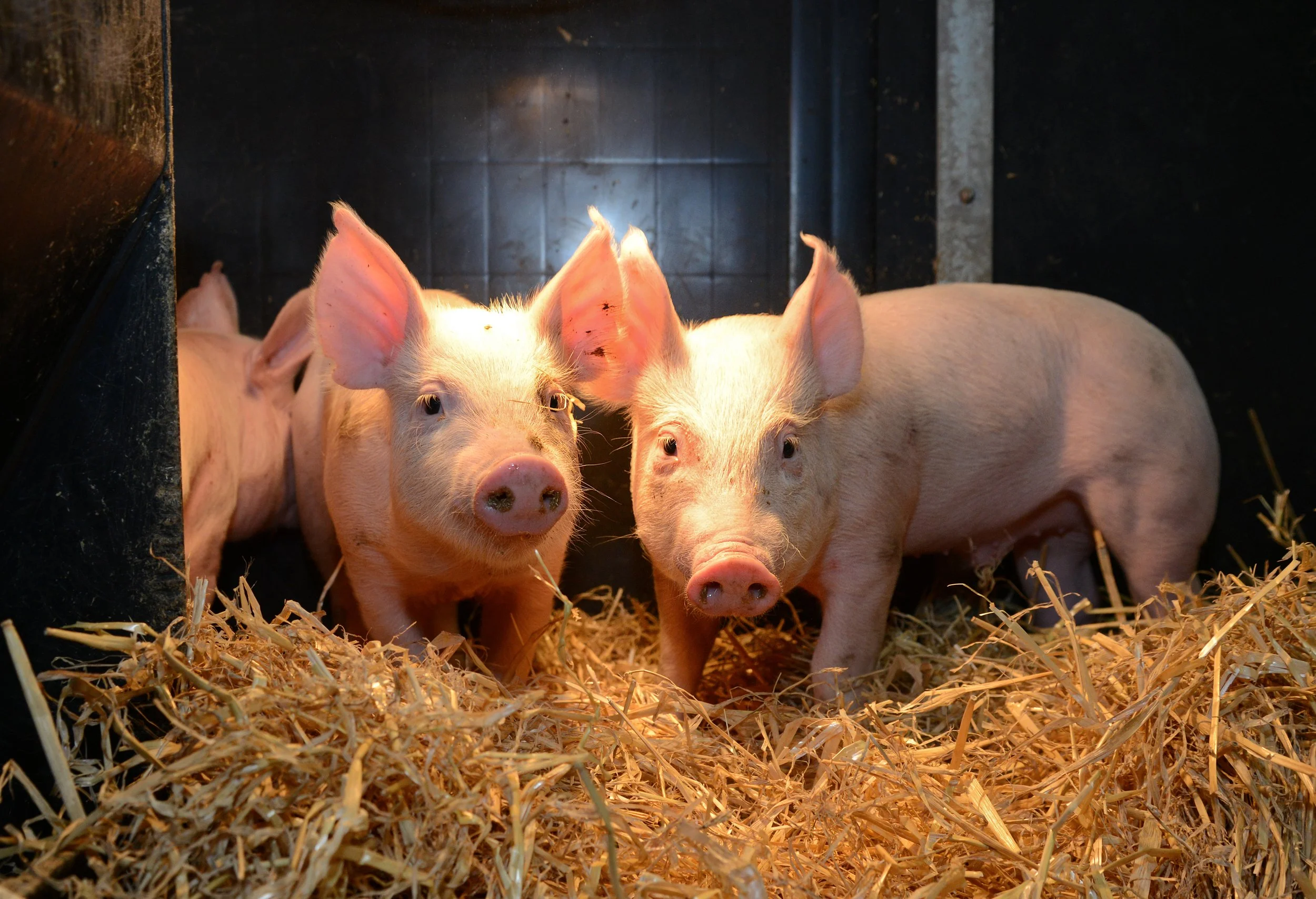 SRUC Veterinary Services Introduces Enhanced Brachyspira PCR Test