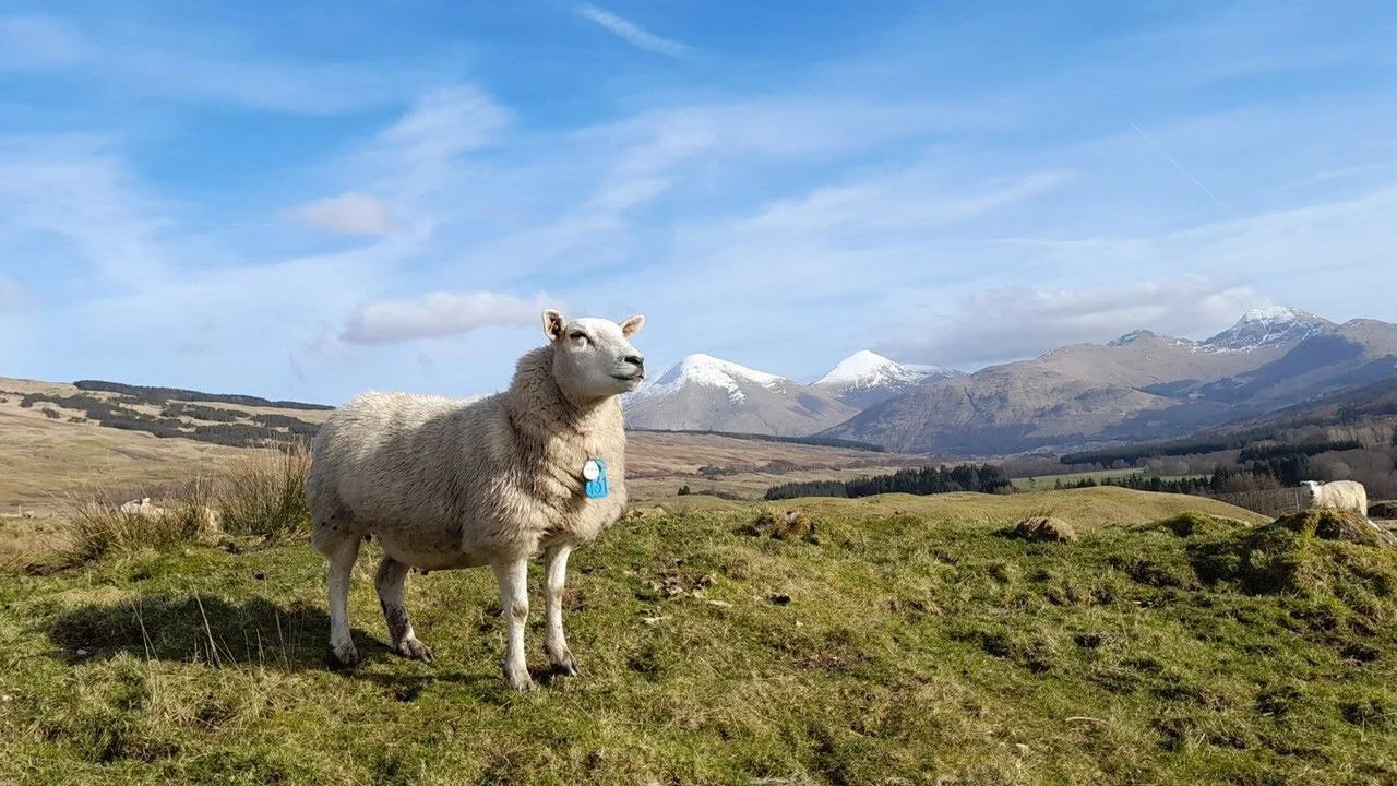 sheep with a beacon