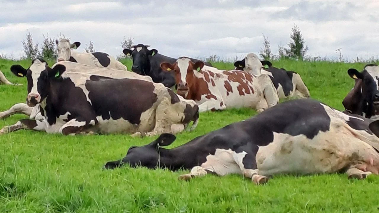 Happy cows