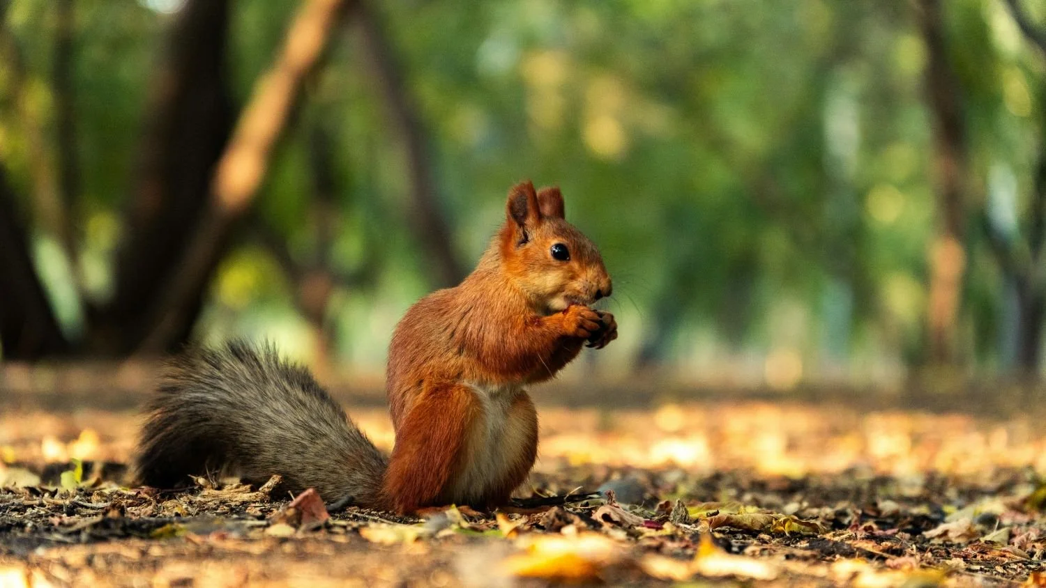Red squirrel goals set out by experts