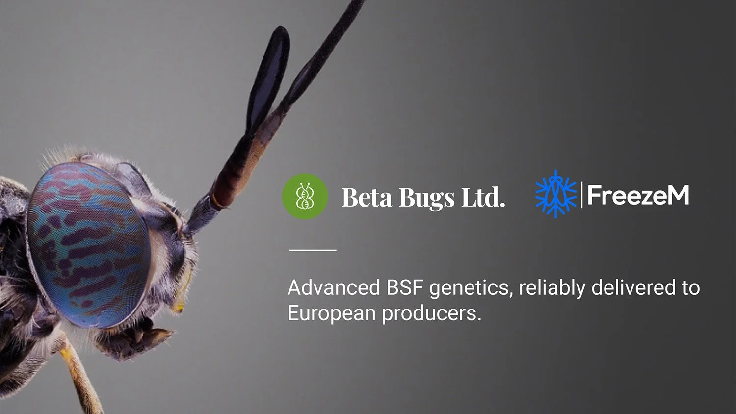 Beta Bugs anf FreezeM Partnership