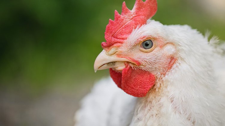 Nationwide study set to improve poultry welfare