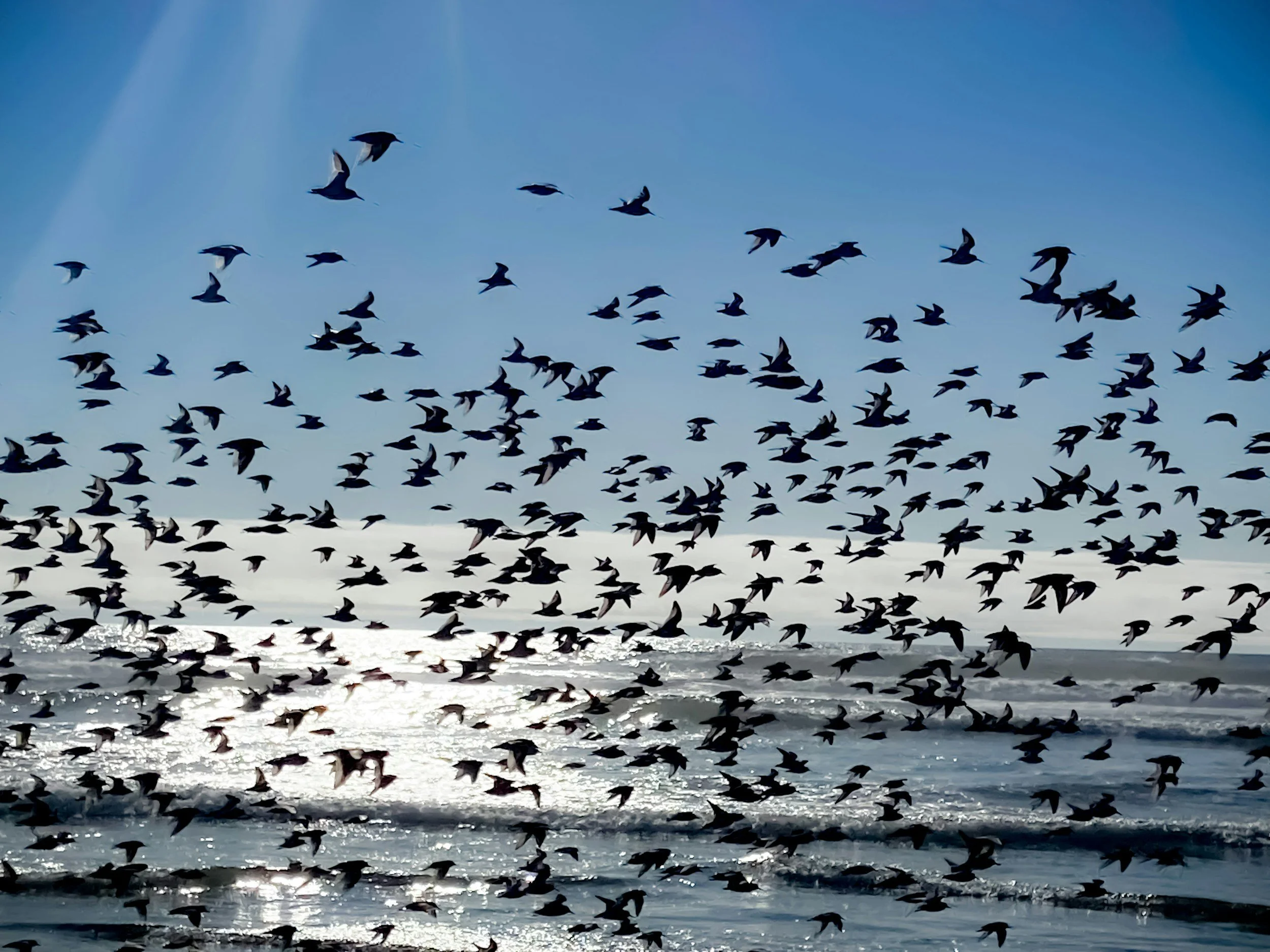 Radical Hope #10: When the Flock Moves, Who Is Leading?