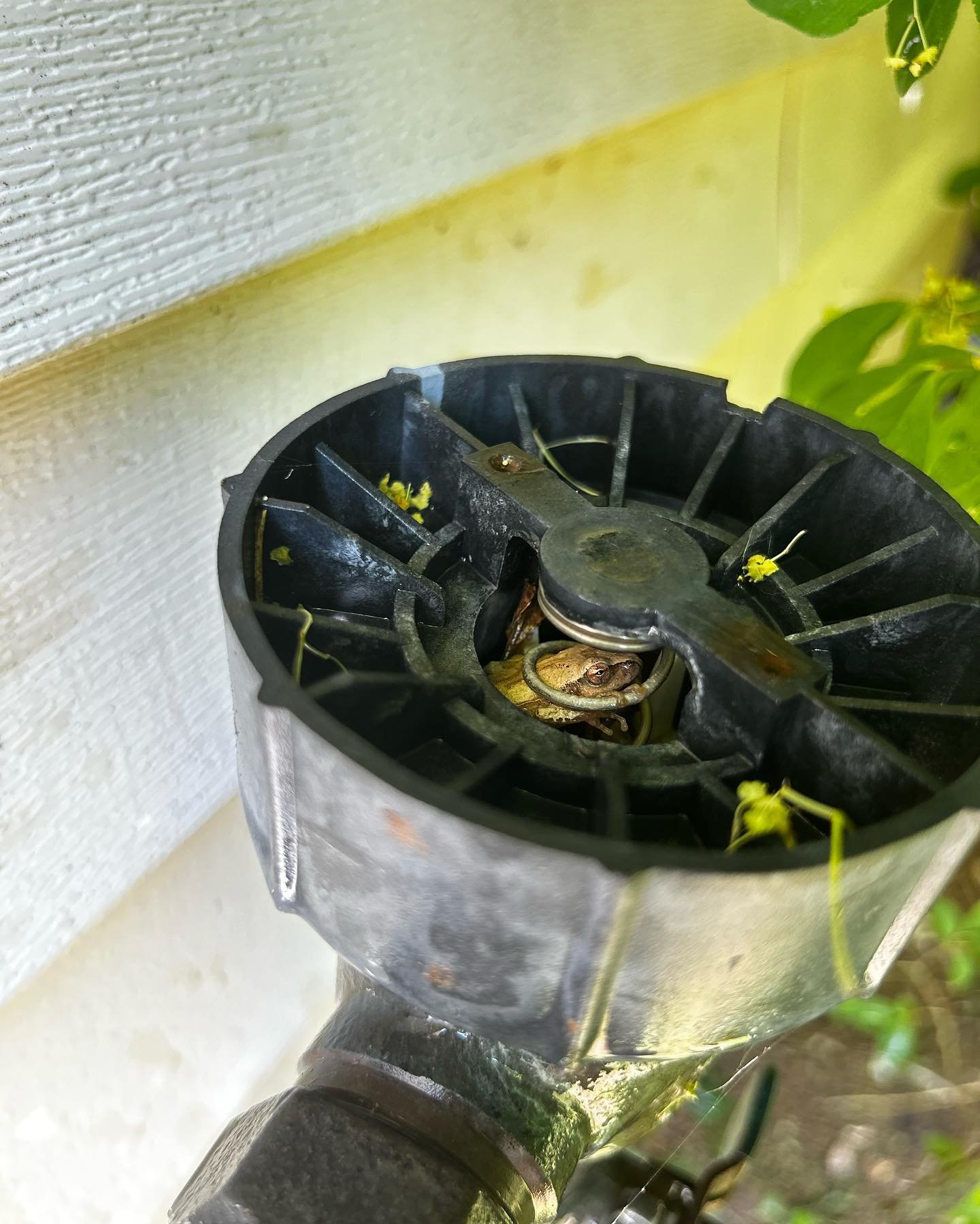 This isn&rsquo;t a frog house! Will always finding the fun stuff