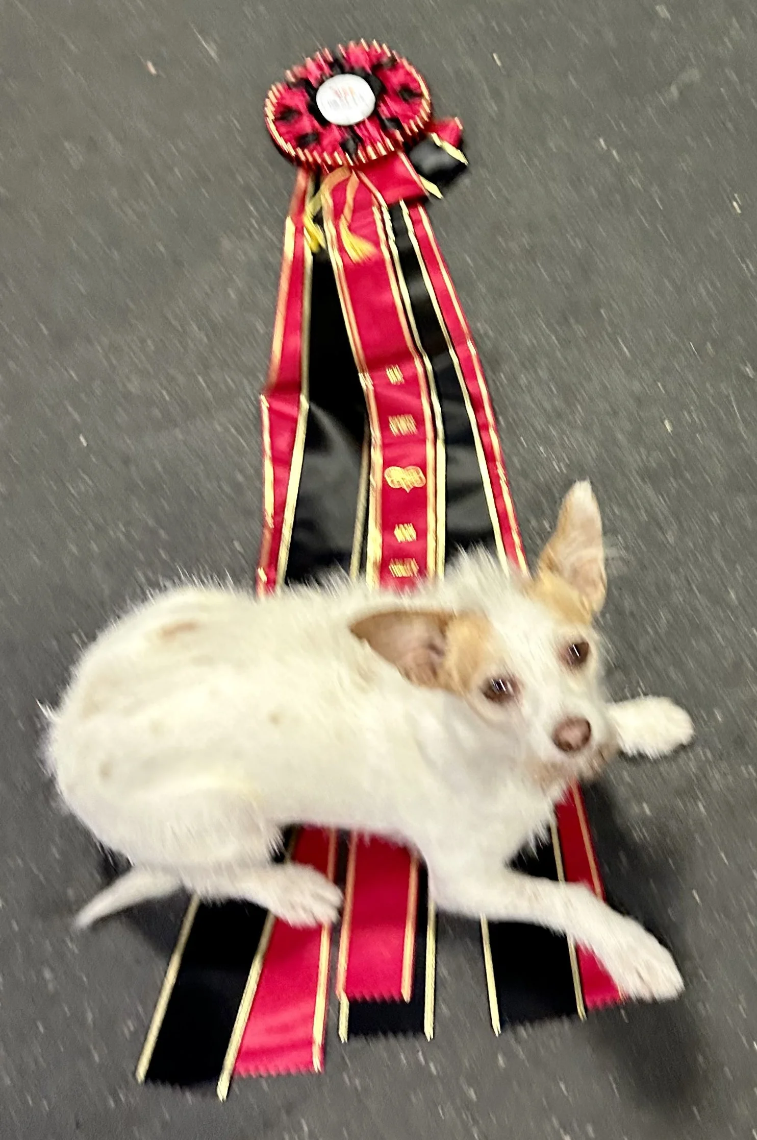 Agility Dog Champion Coco with Gold ADCH Ribbon