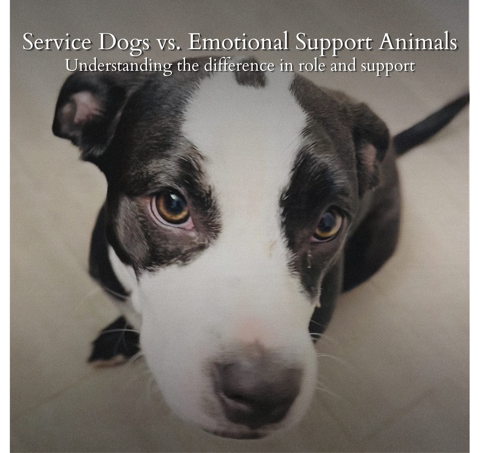 Psychiatric Service Dogs vs. Emotional Support Animals: What’s the Difference?