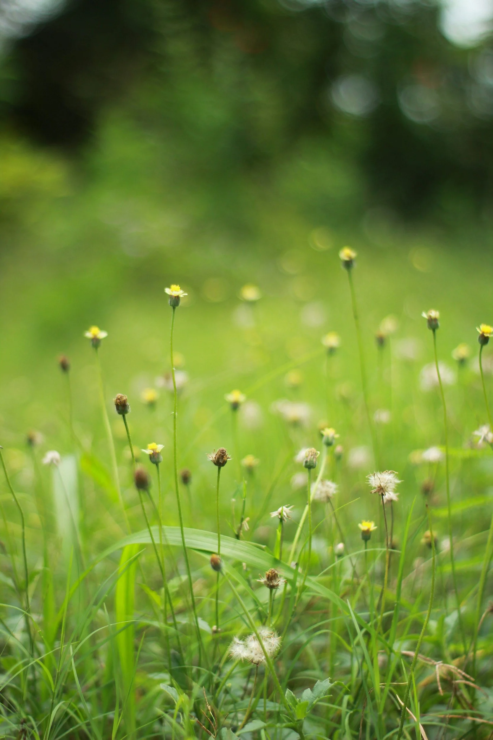 Yellow wildflowers growing among tall green grass in a sunlit field.