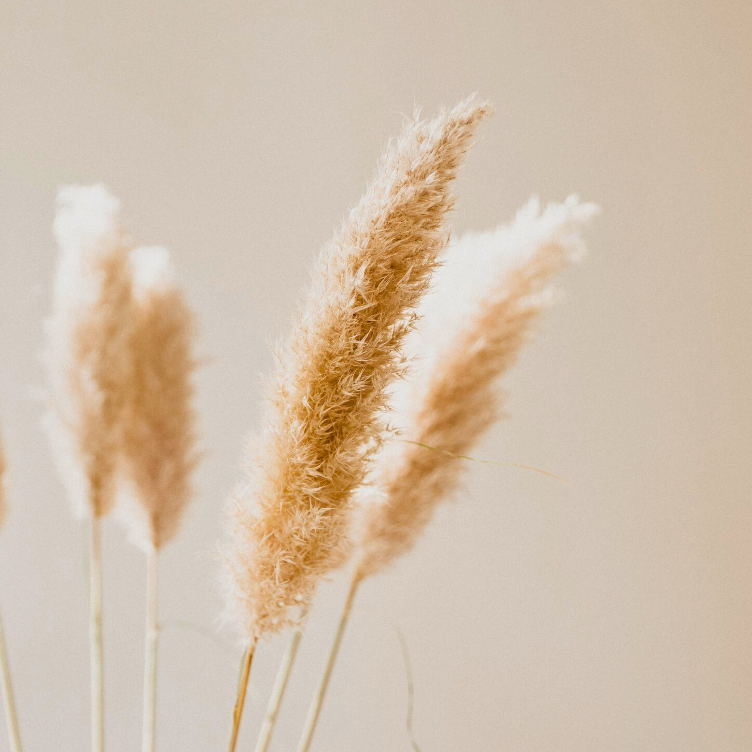 Soft dried florals in a Stuart, FL therapy office, creating a calming and grounding environment for mental health and trauma-informed counseling