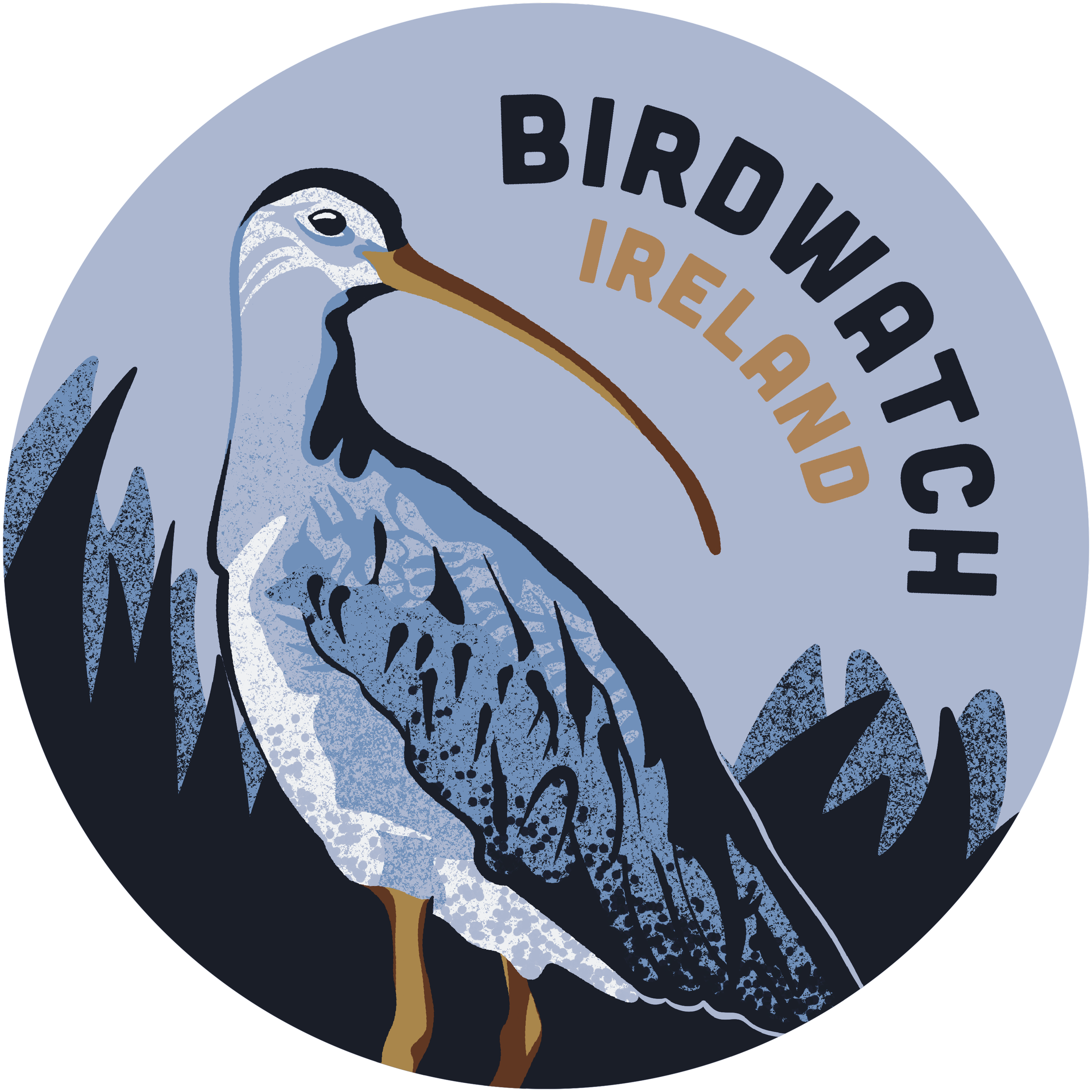 Curlew