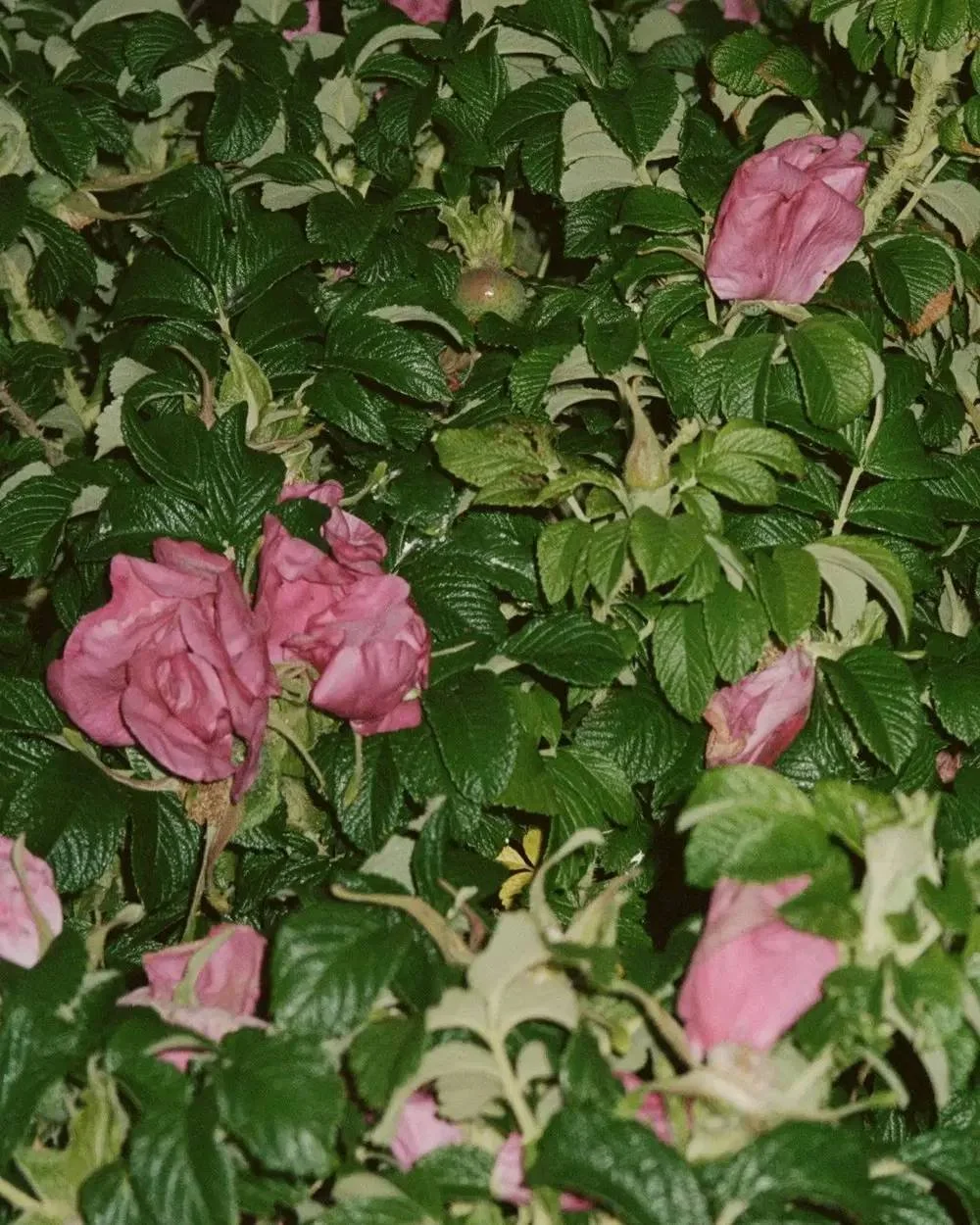 LA:BRUKET Body Butter - Wildrose - Medical Aesthetics