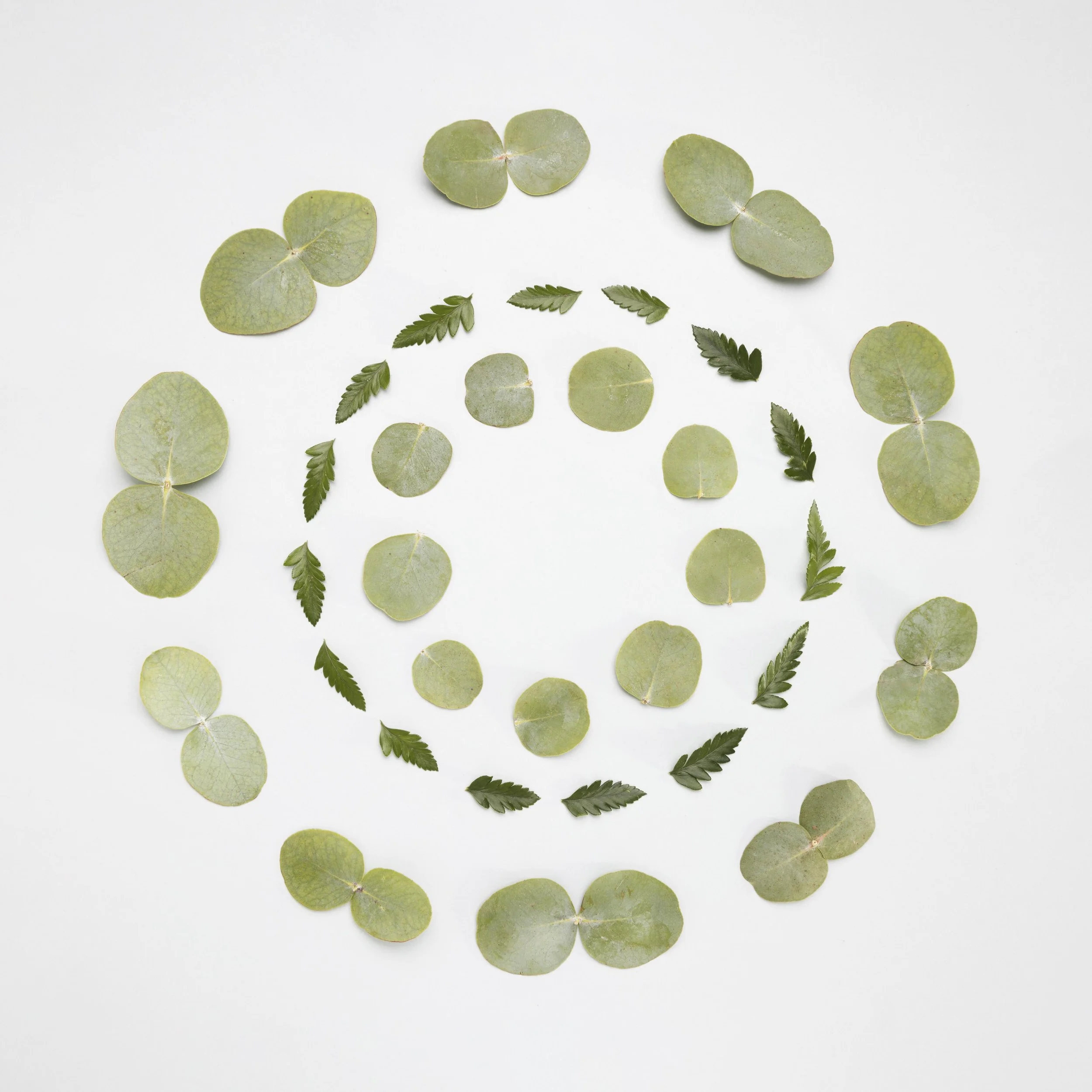 Arrangement of green eucalyptus and fern leaves on a white background forming a spiral pattern.