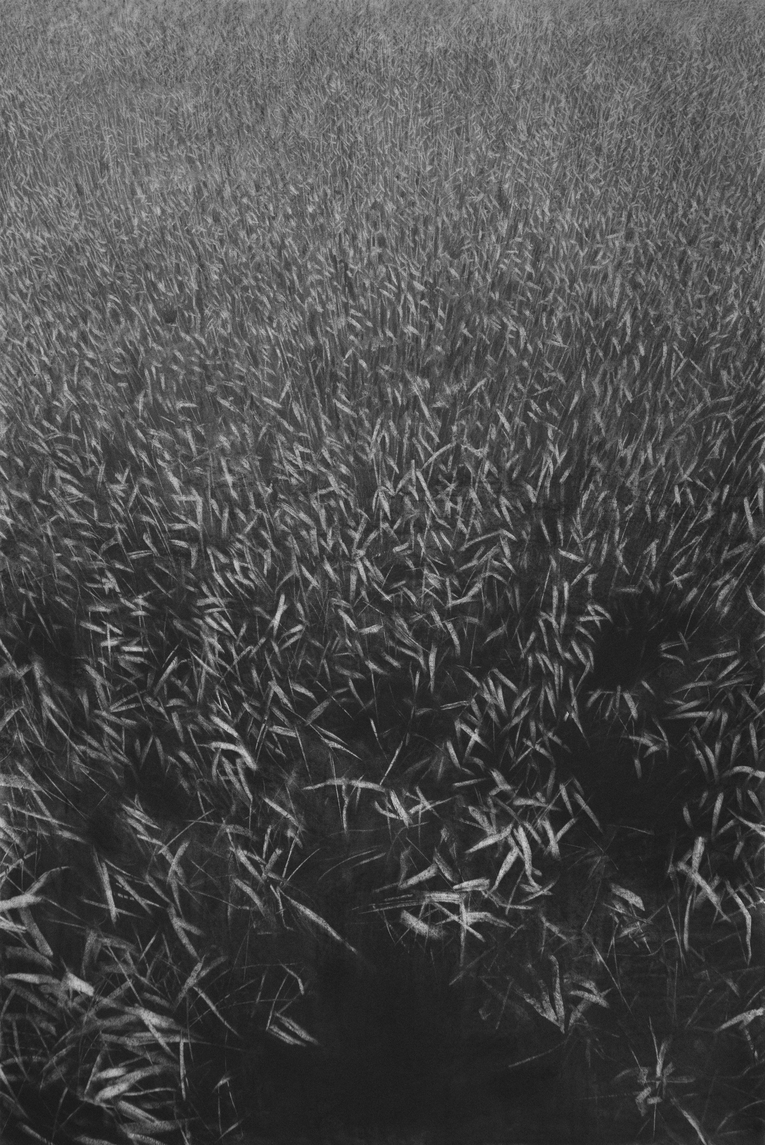 Reedbed | Charcoal and pastel on paper | 100 x 150 cm | 2025 - 2026