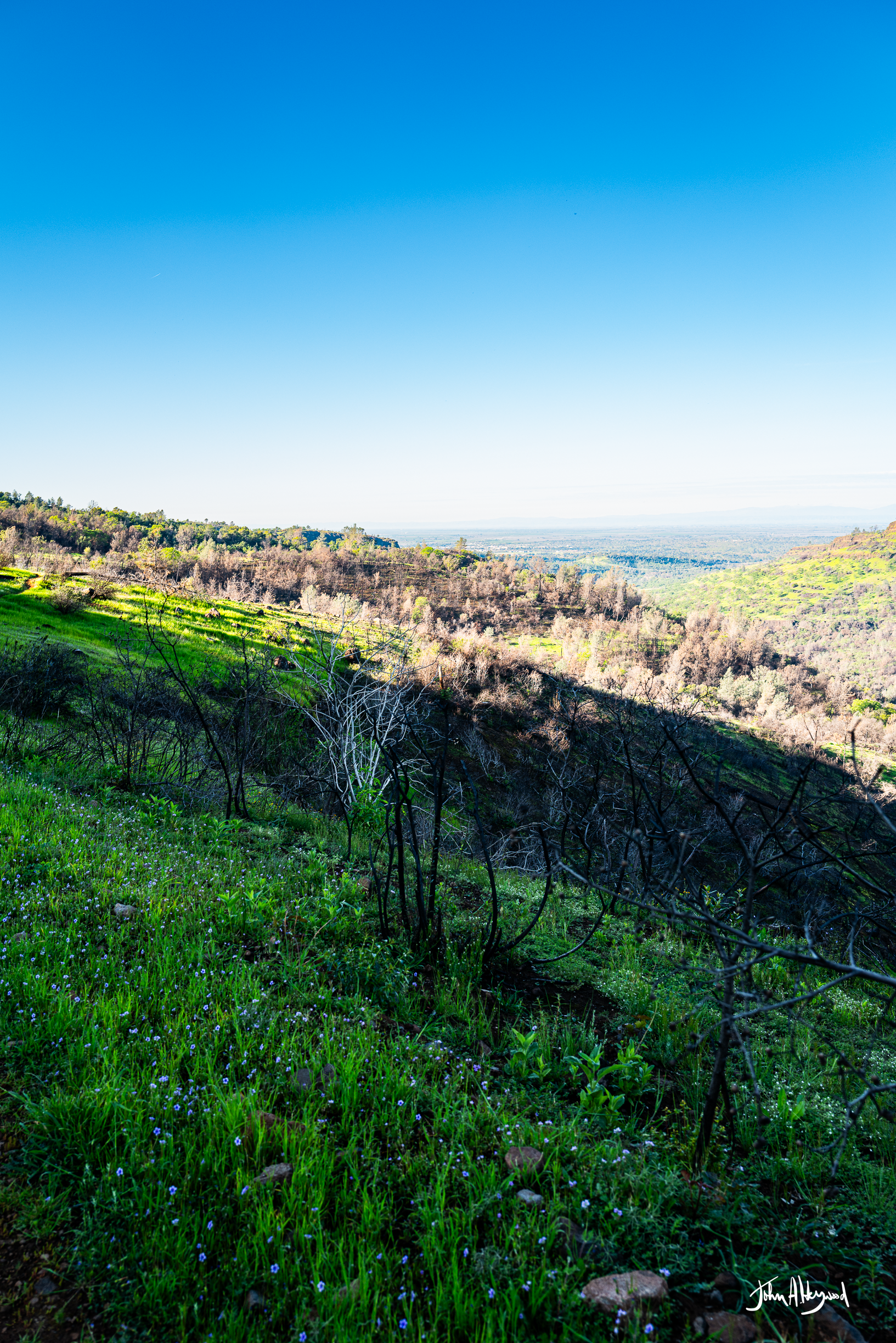 Scenic view of a lush green hillside with some burnt trees, under a bright blue sky, with rolling hills and distant landscape.