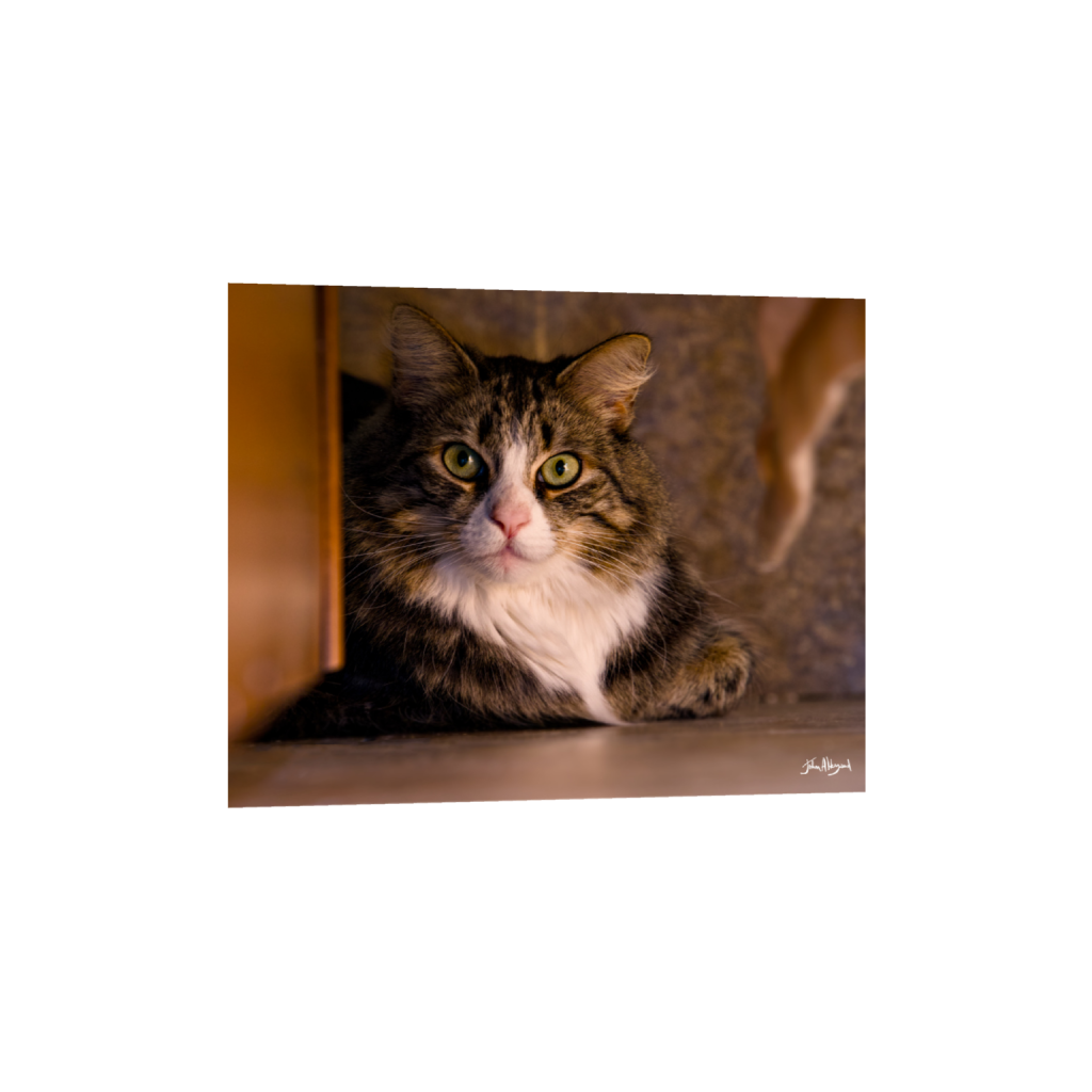 ptq_1_6_1017_0_5002_4002_0_false_ffffff_0_0_.png